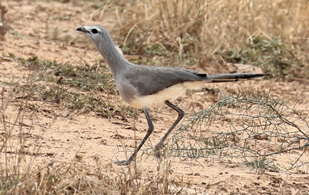 Black-legged Seriema (Chunga burmeisteri) Agua Dulce Paraguay (2).jpg