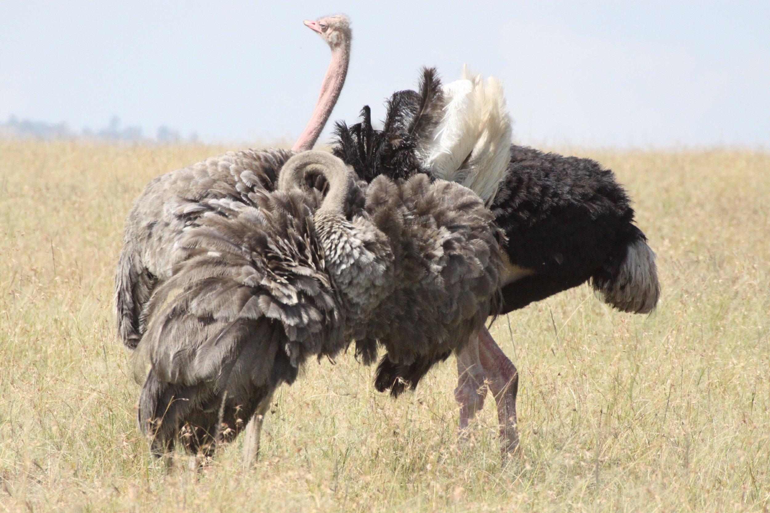 Struthio camelus masaicus - MASAI OSTRICH - MASAI MARA NATIONAL PARK KENYA (13).JPG