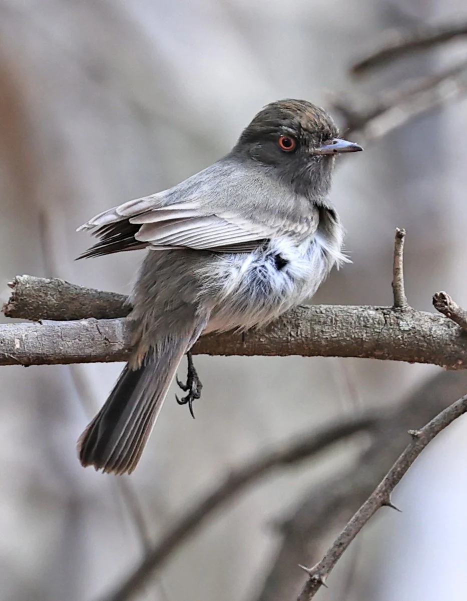 Cinereous Tyrant (Knipolegus striaticeps) Neuland Mennonite Colony Paraguay (9).jpg
