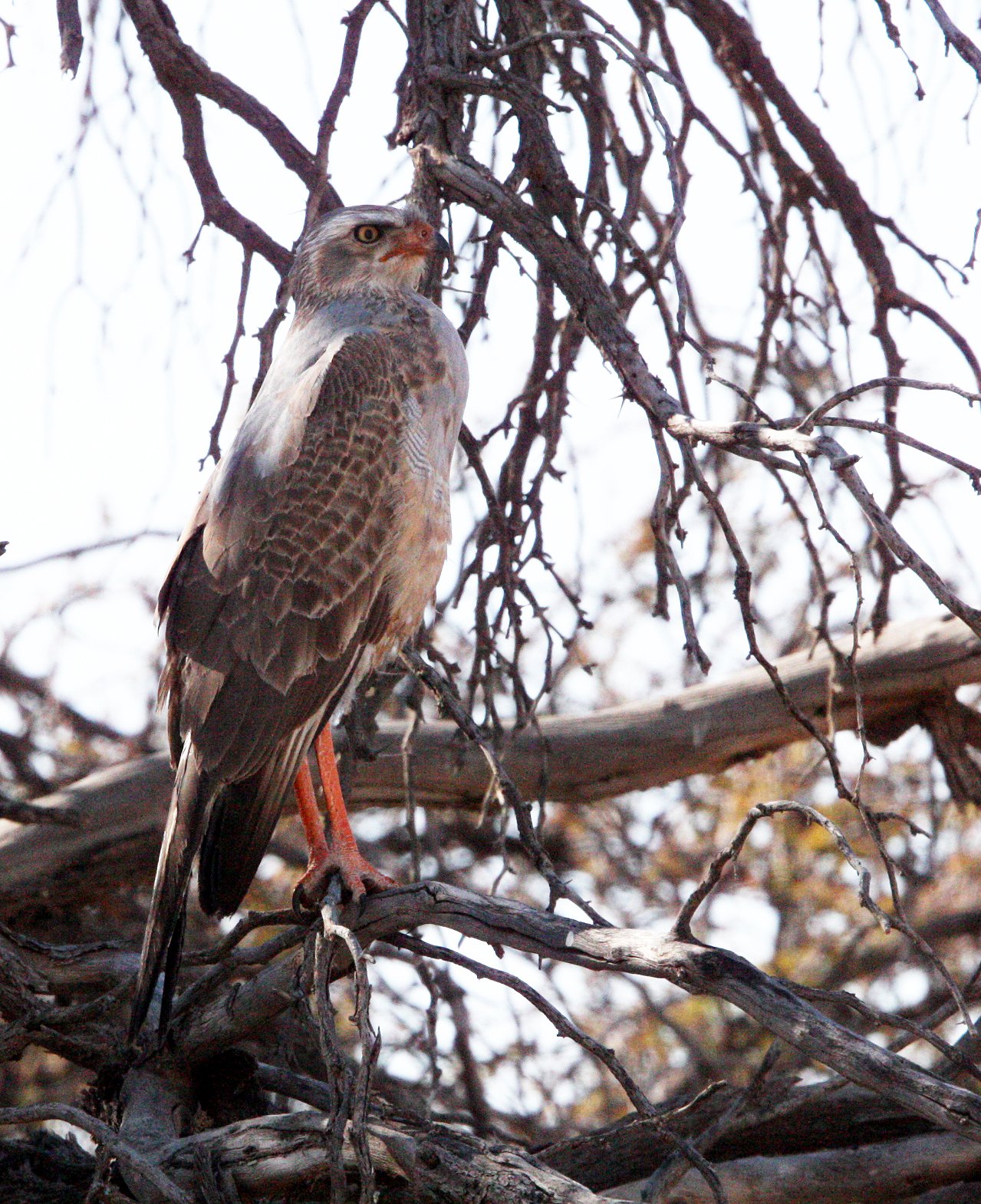 Melierax canorus - SOUTHERN PALE CHANTING GOSHAWK -  IMMATURE - KGALAGADI NATIONAL PARK RSA (3).JPG