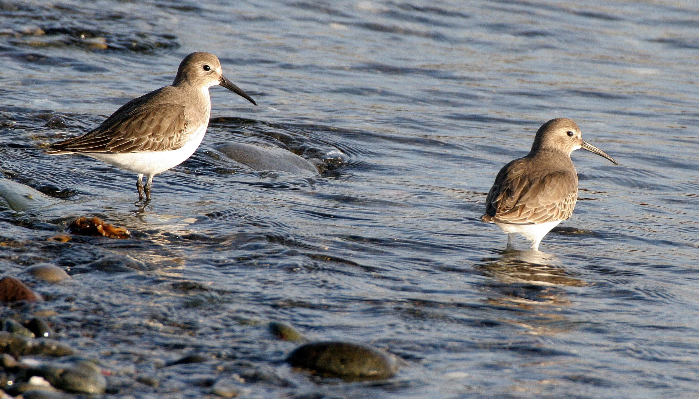 BIRD - DUNLIN - PA HARBOR (11).jpg