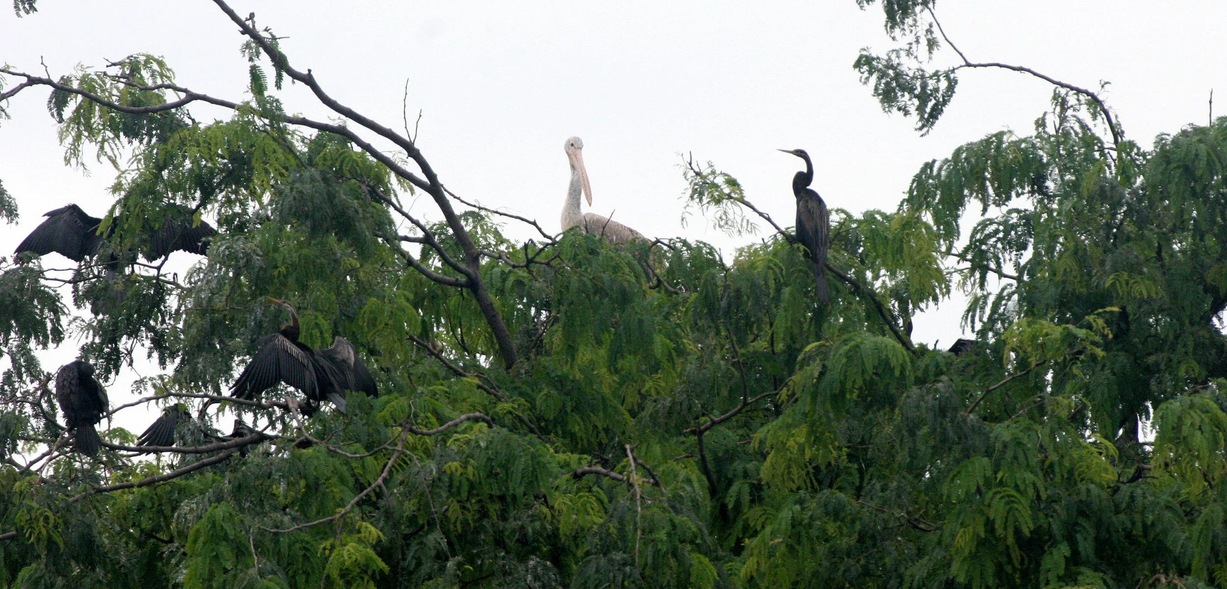 DARTER - Anhinga melanogaster - BUENG BORAPHET THAILAND (19).JPG
