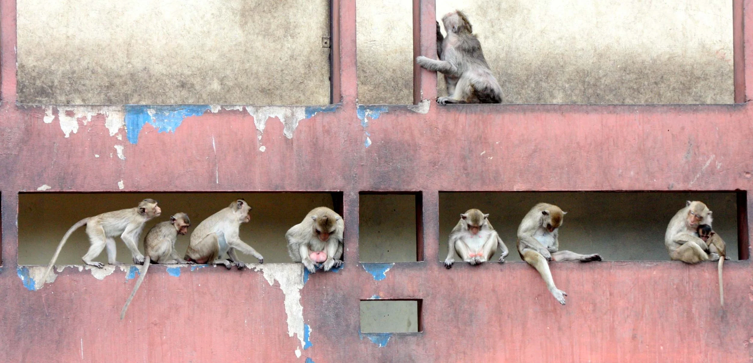 2008 Lopburi Road Trip with Macaques and Temples (37).JPG