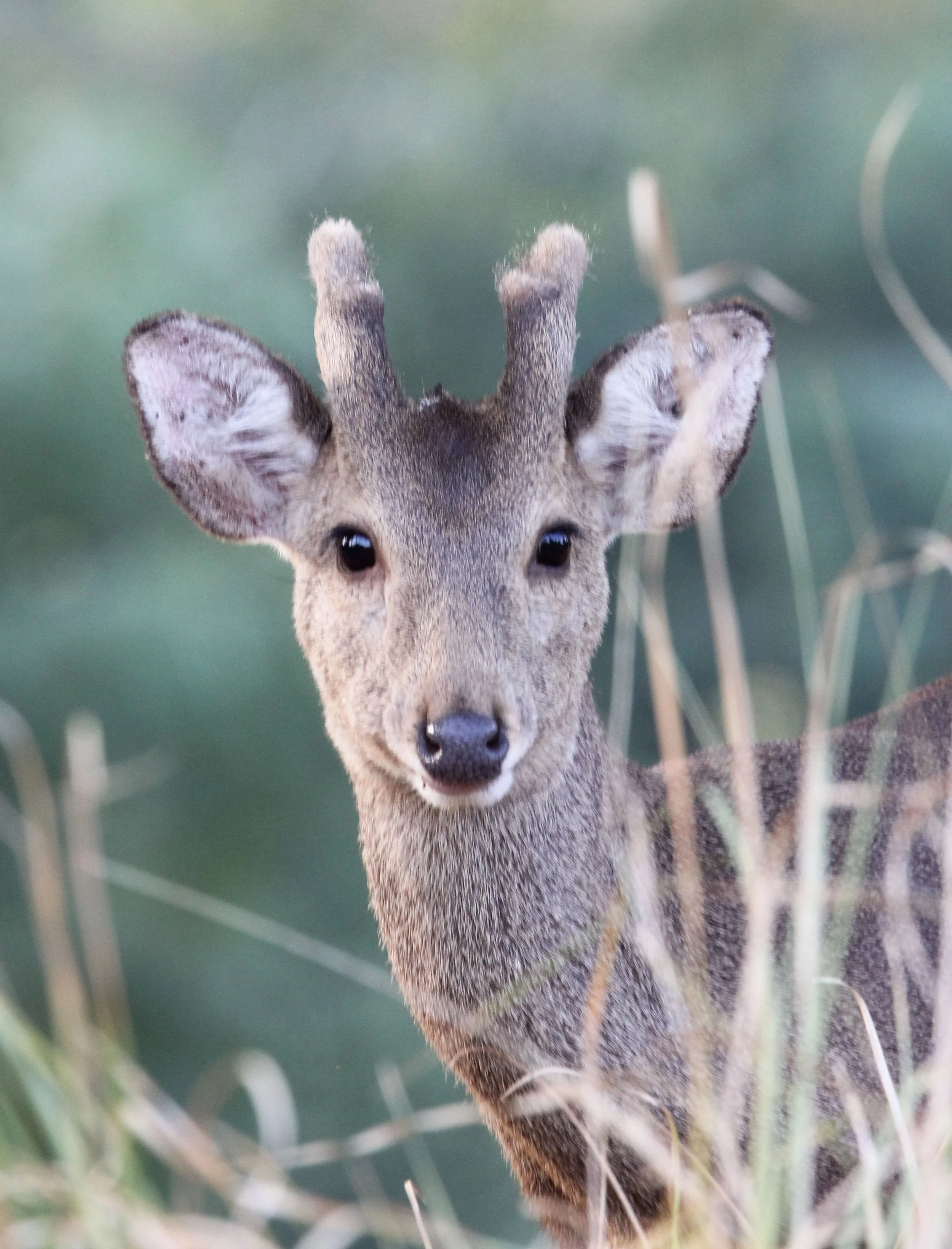 Indochinese Hog Deer (Hyelaphus porcinus annamiticus)