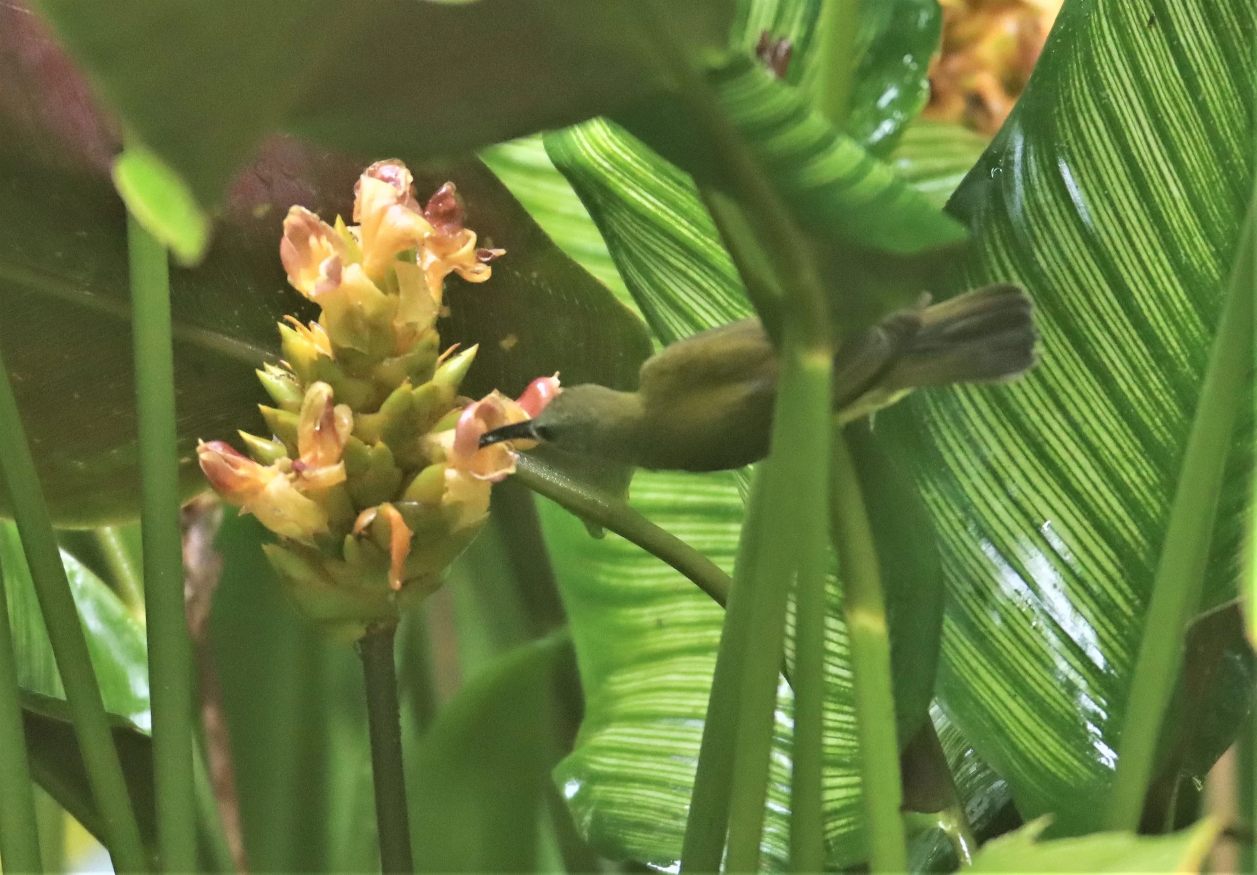 SPIDERHUNTER - LITTLE SPIDERHUNTER - Arachnothera longirostra - KHAO SOK SURAT THANI  (2).jpg