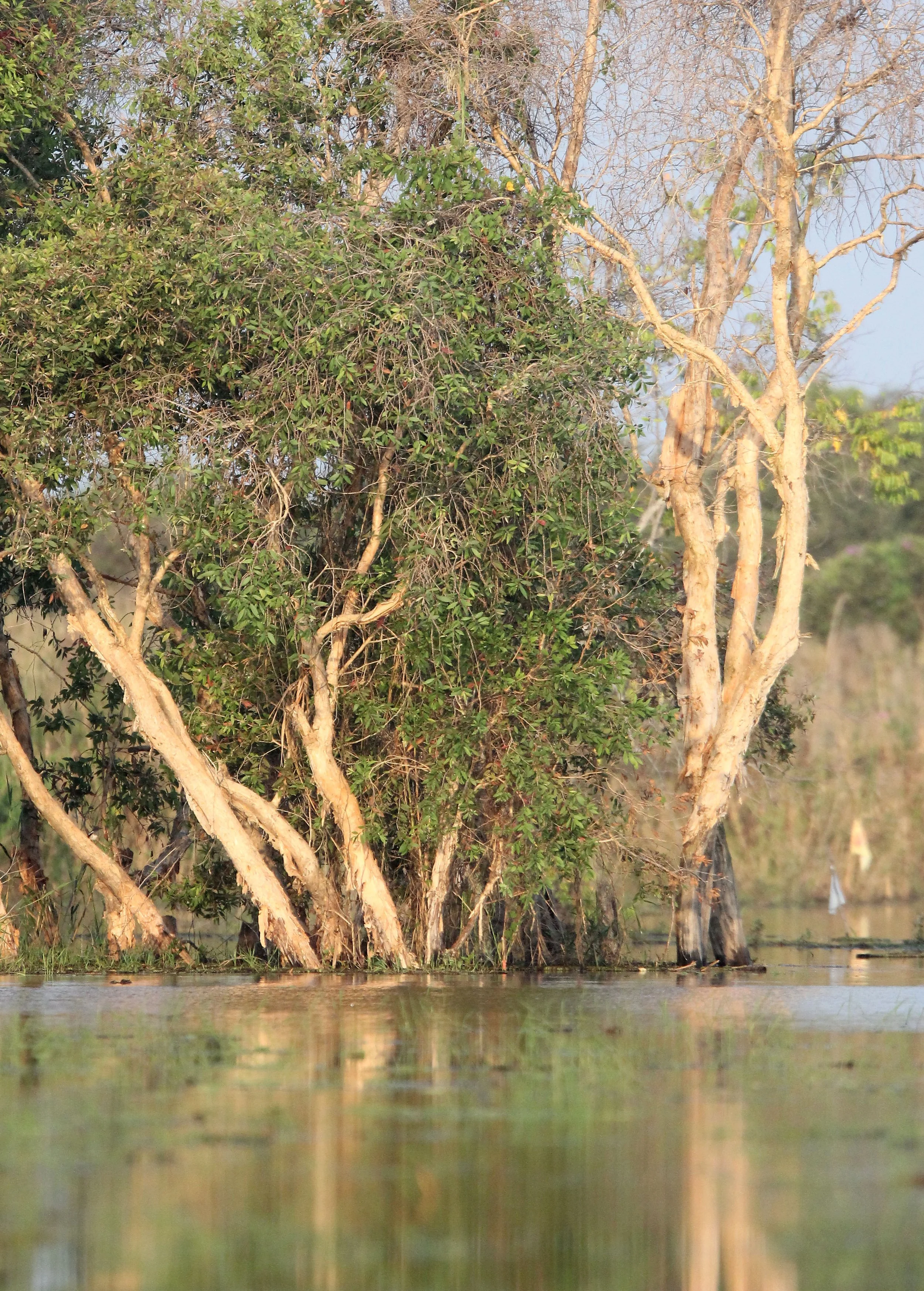 2018 Thale Noi Bird Sanctuary Patthalung (32).JPG