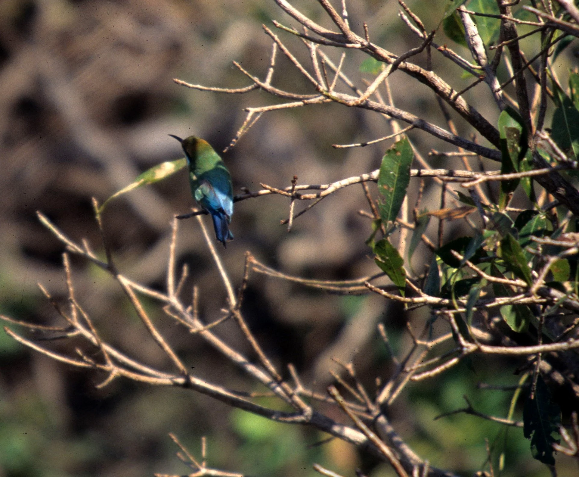 BIRD - BEE-EATER - RAINBOW BEE-EATER - KAKADU NP D.jpg