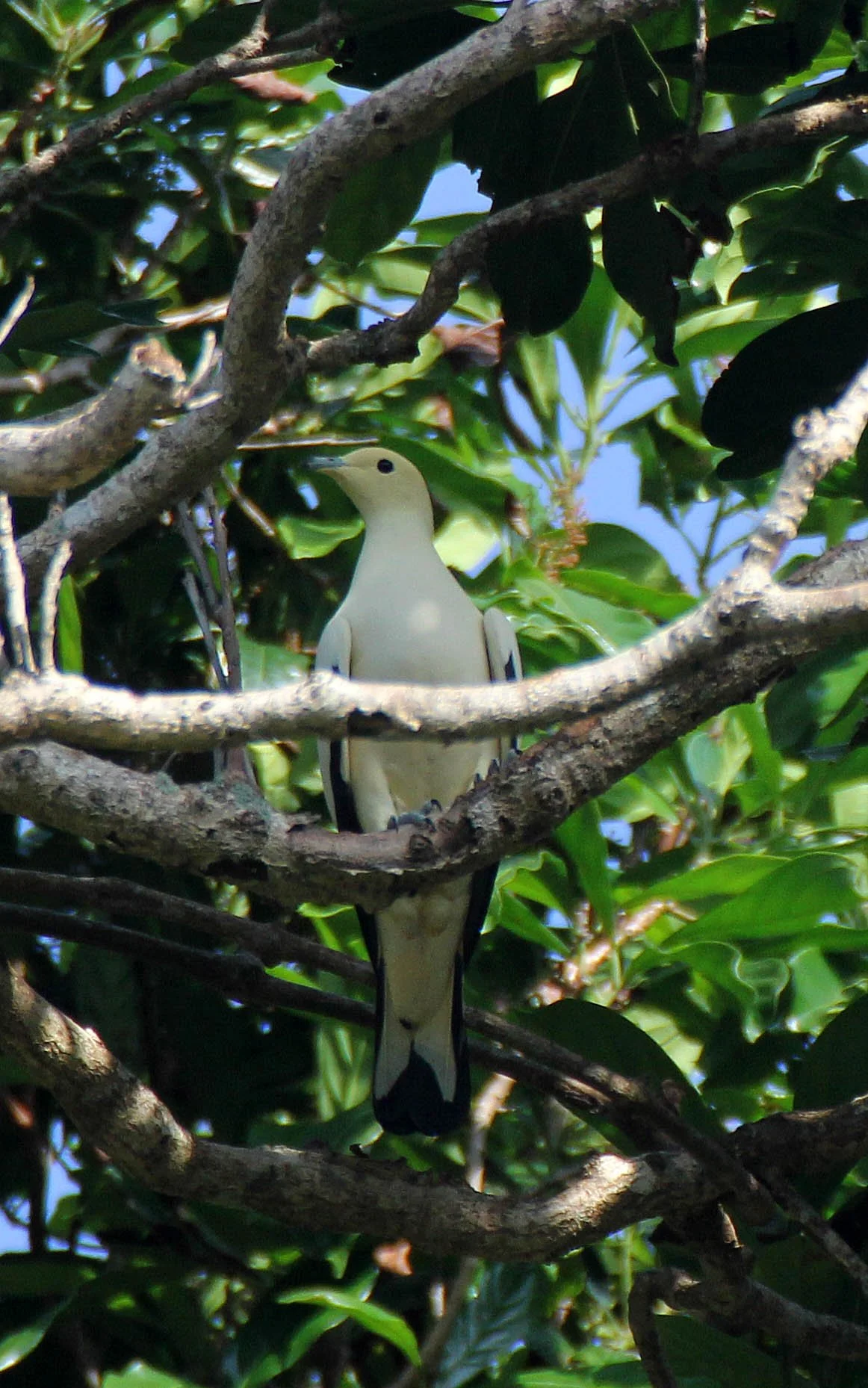 Pied Imperial-Pigeon (Ducula bicolor) Similan Islands Marine Park Thailand (14).JPG