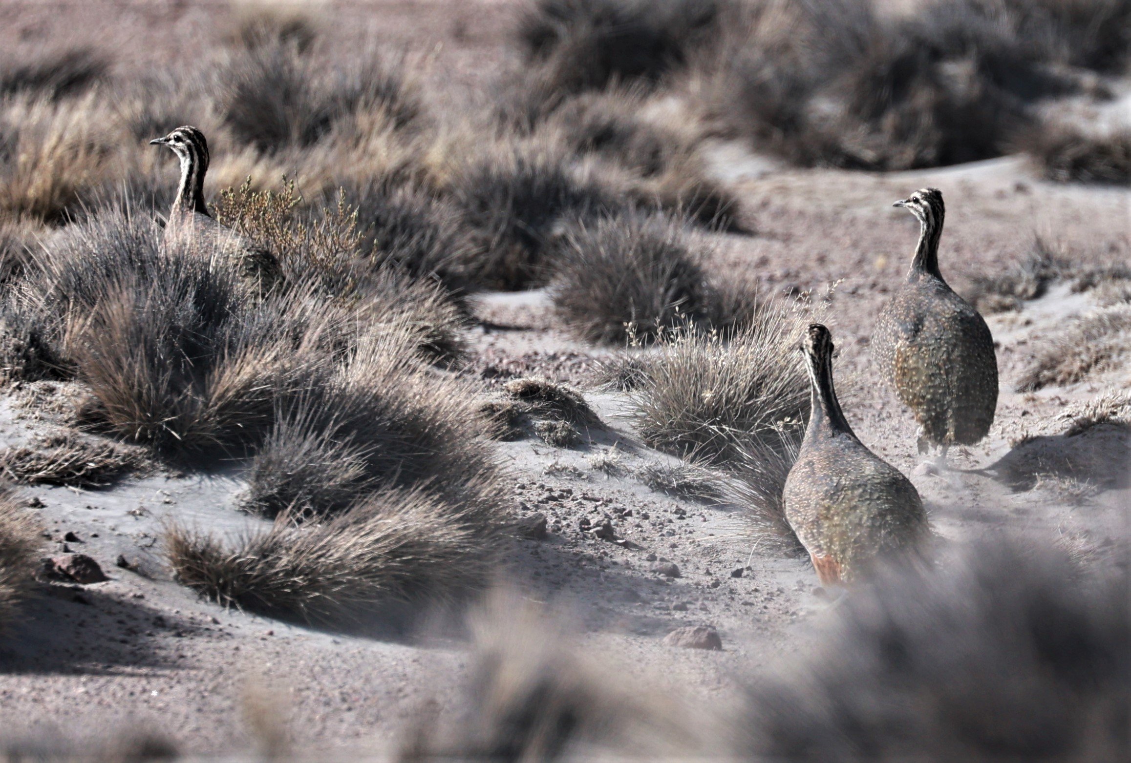 Tinamou - Ornate Tinamou - Nothoprocta ornata - Lauca National Park, Chile (8).jpg