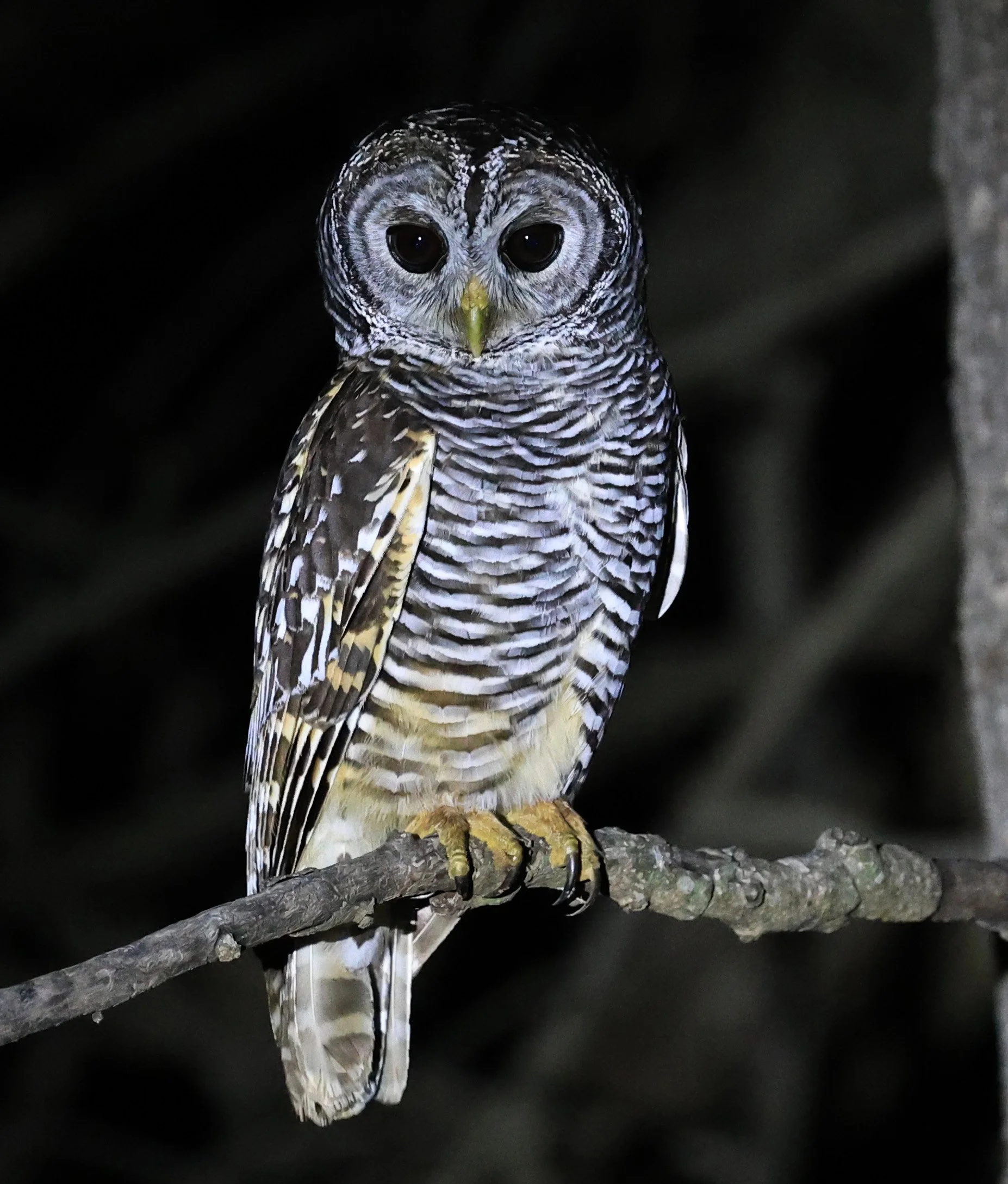 Chaco Owl (Strix chacoensis) Reserva Nueland  Selva Serena (6).jpg