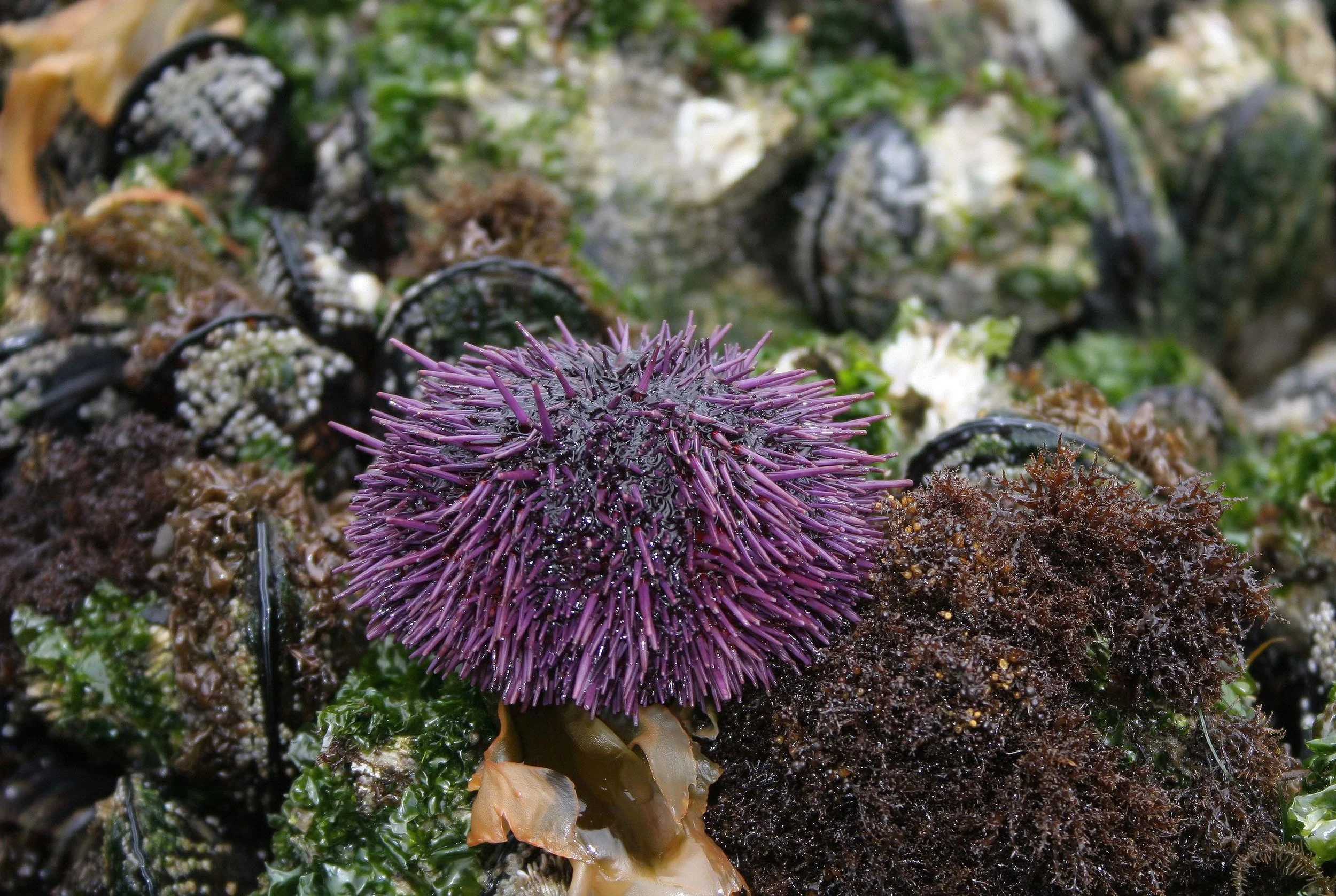 INVERTS - INTERTIDAL - ECHINODERM - URCHIN - PURPLE - TONGUE POINT (2).jpg