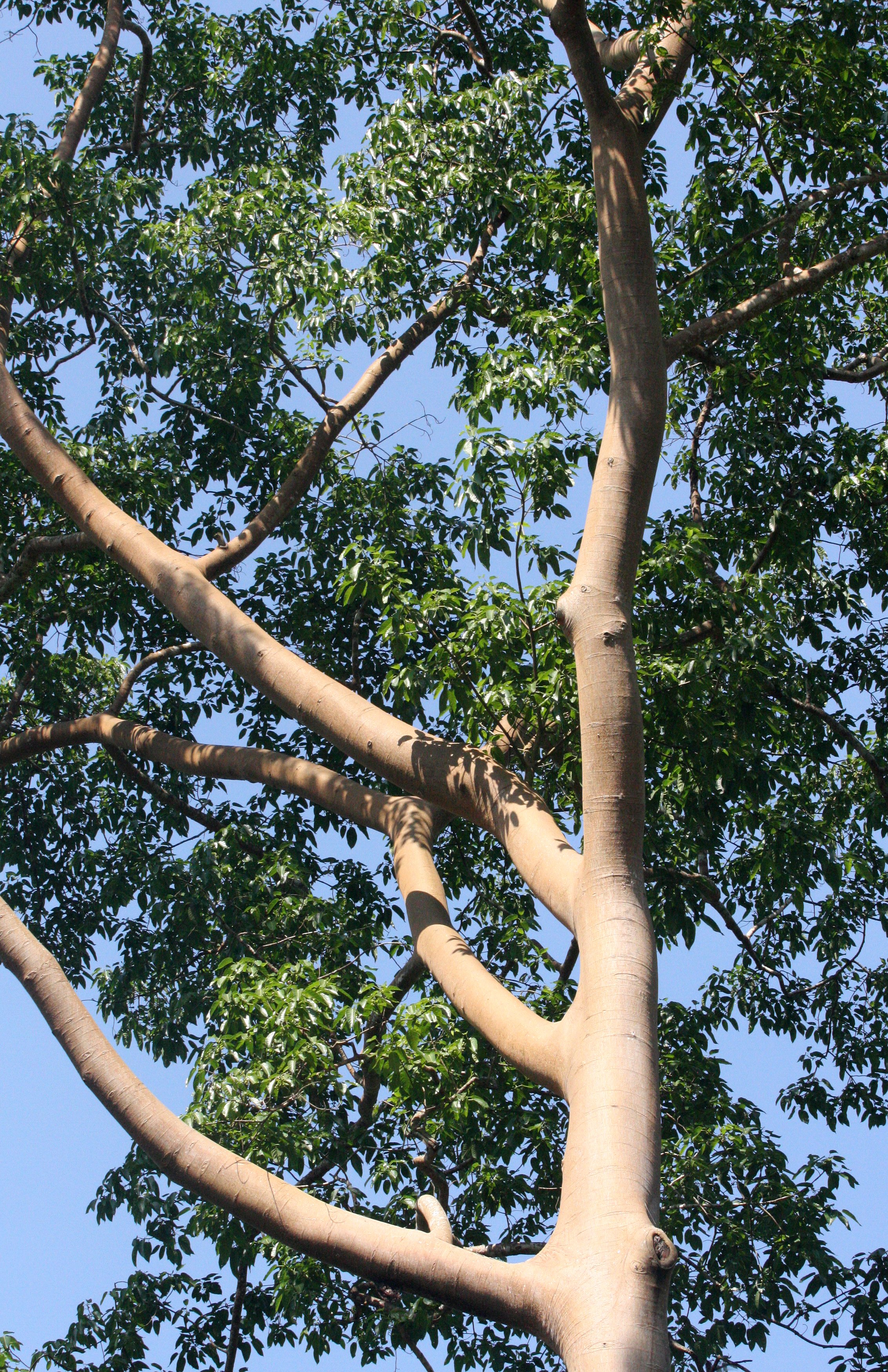 KAENG KRACHAN NATIONAL PARK THAILAND - FOREST SCENES (1).JPG