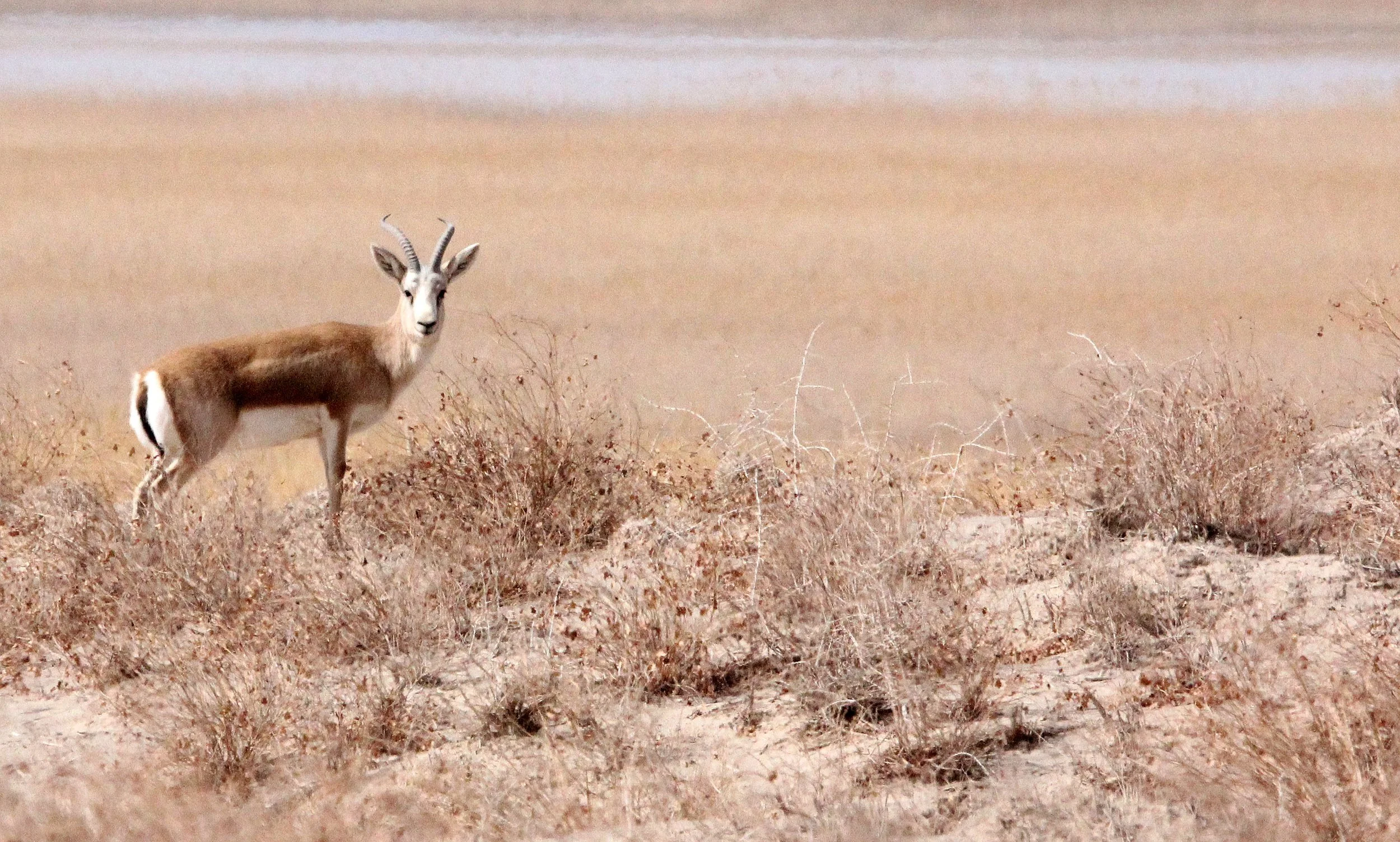 GAZELLE - YARKAND GAZELLE - Gazella yarkandensis - DUNHUANG XIFU NATURE RESERVE - GANSU CHINA (3).JPG