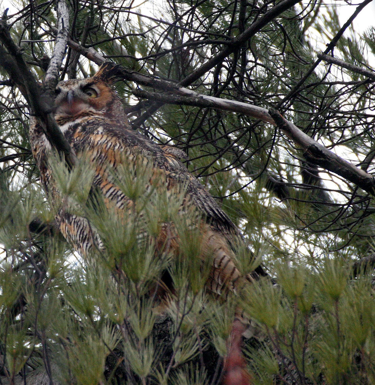 Bubo virginianus - GREAT-HORNED OWL - GENEVA COURTHOUSE ILLINOIS (57).JPG