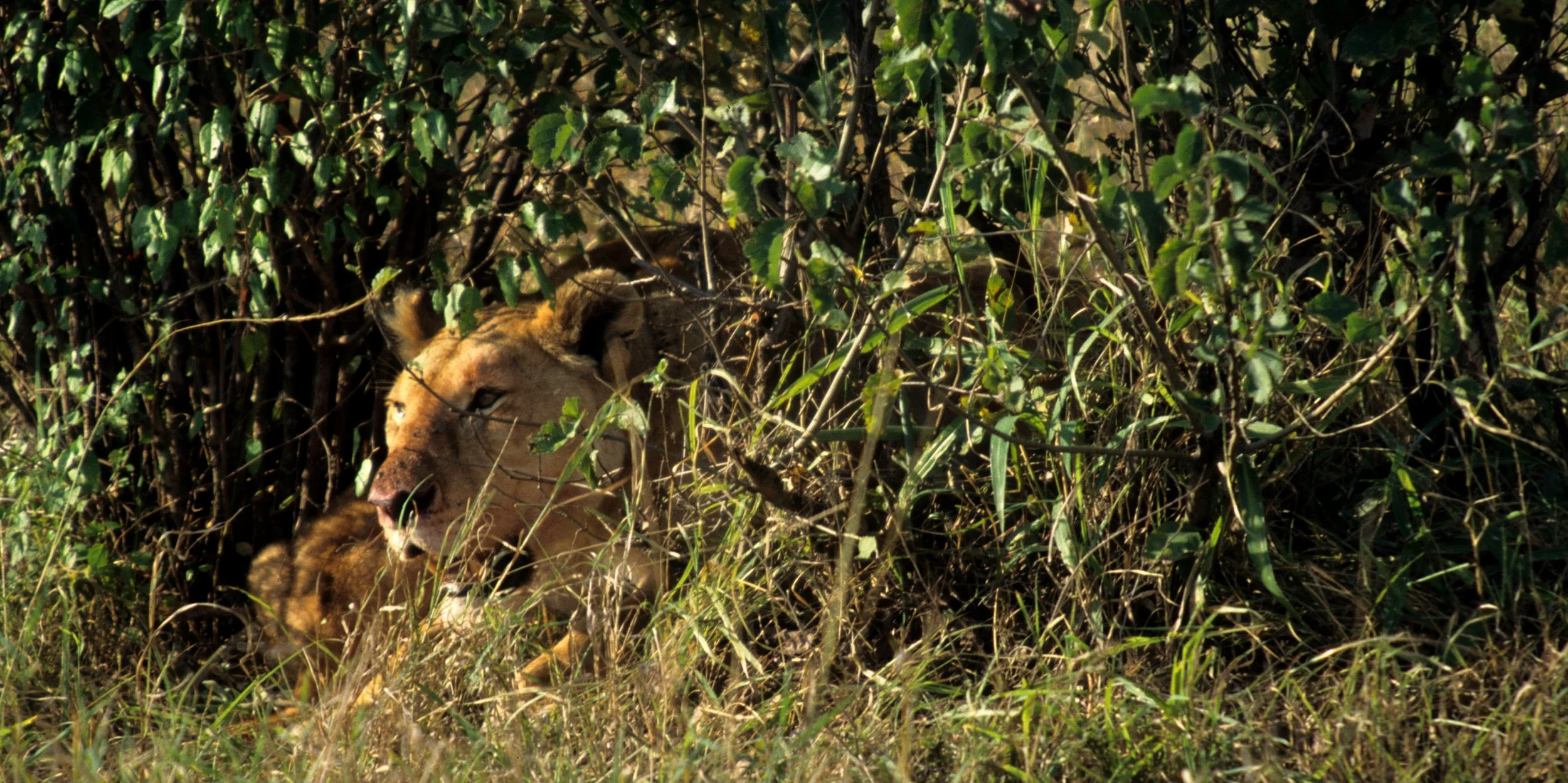 FELID - LION - SERENGETI (37).jpg