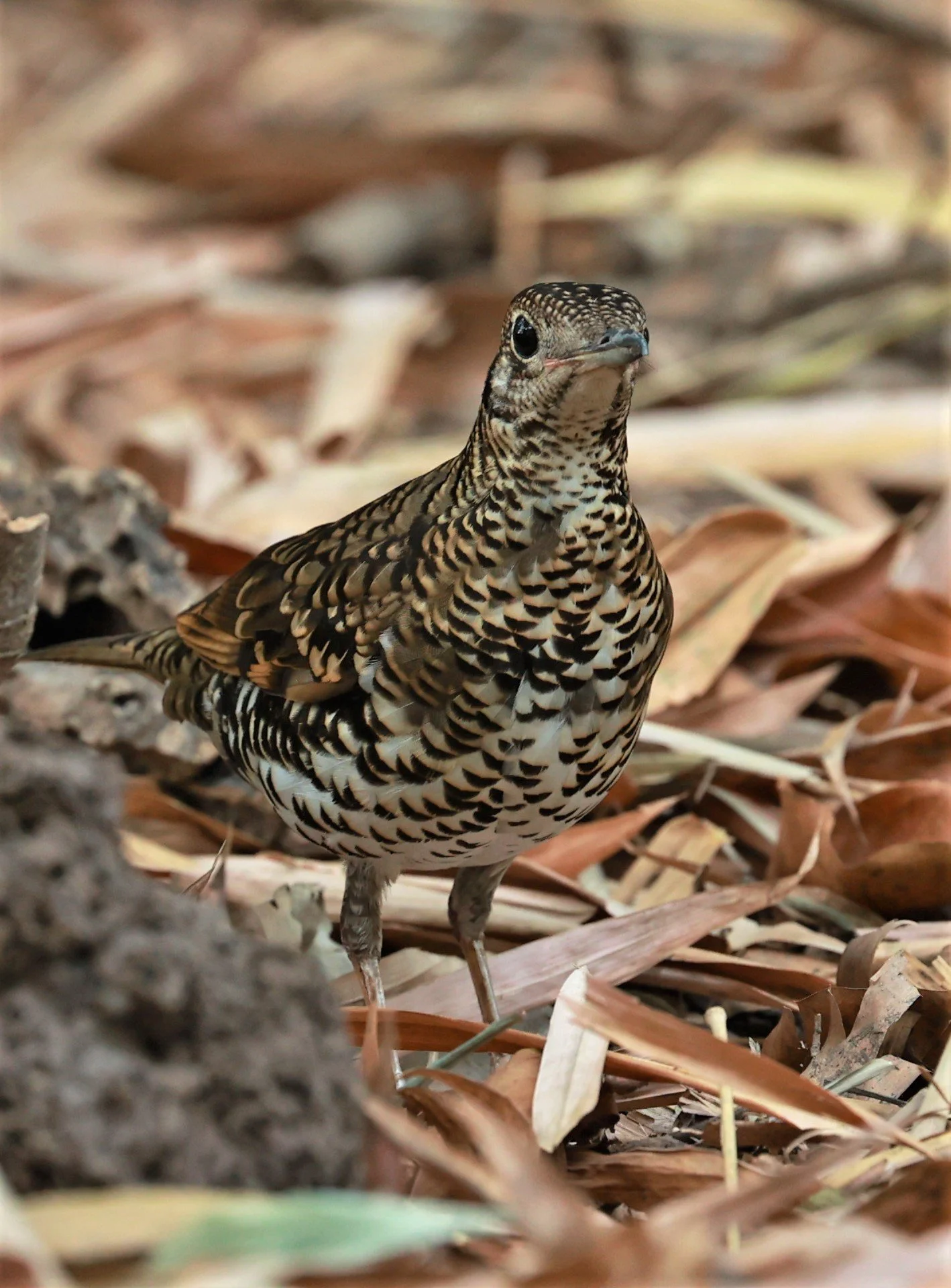 White's Thrush (Zoothera aurea) Putthamonthon Park Nakhon Pathom Thailand (195).jpg