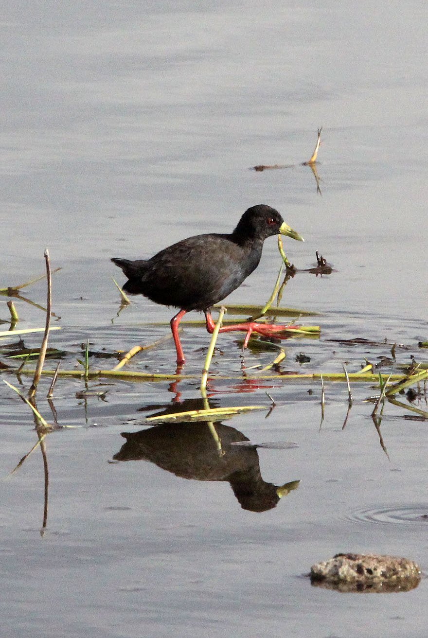 Black Crake (Zapornia flavirostra) Nech Sar NP Ethiopia.JPG