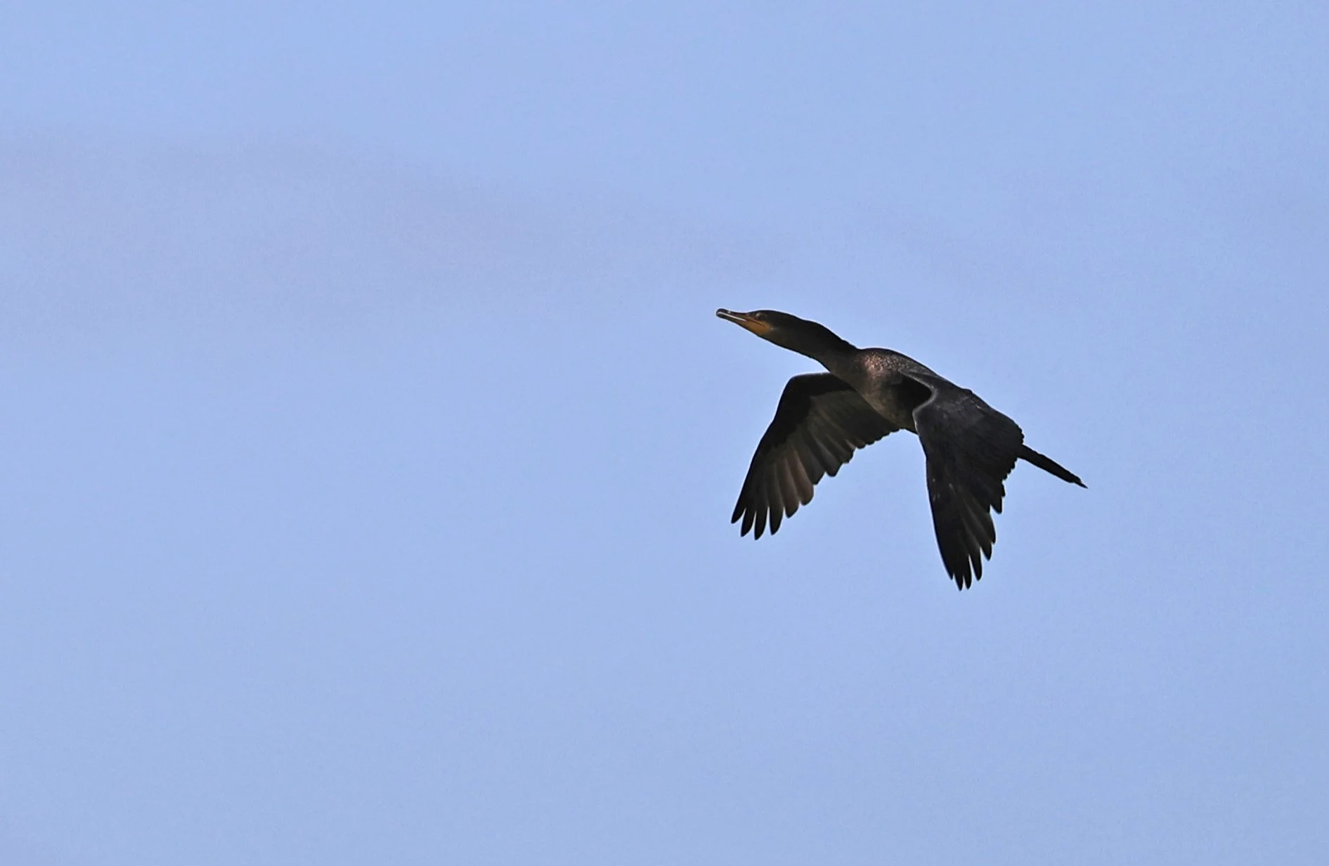 Neotropic Cormorant (Nannopterum brasilianum) Chaco Lodge & Laguna Salada Paraguay