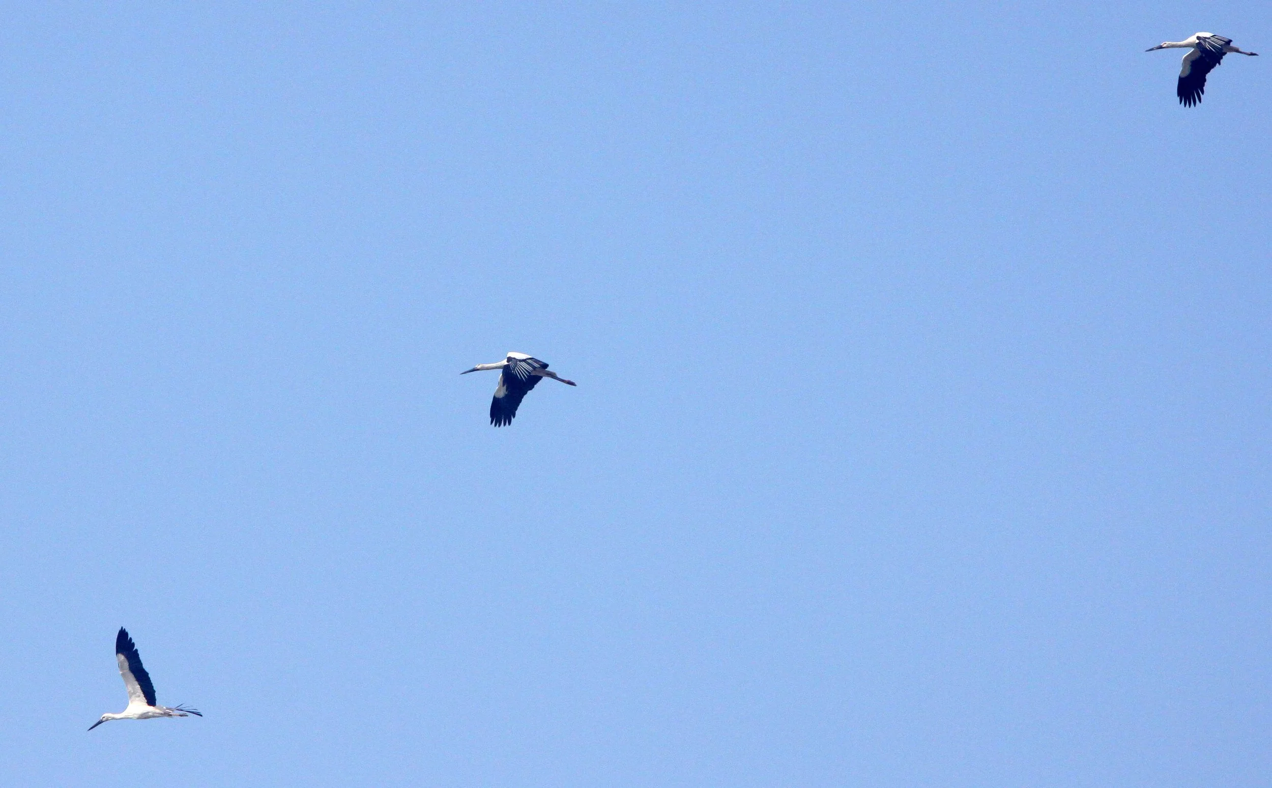 STORK - ORIENTAL STORK - Ciconia boyciana - NANJI HILL RESERVE - POYANG LAKE, JIANGXI PROVINCE, CHINA (28).JPG