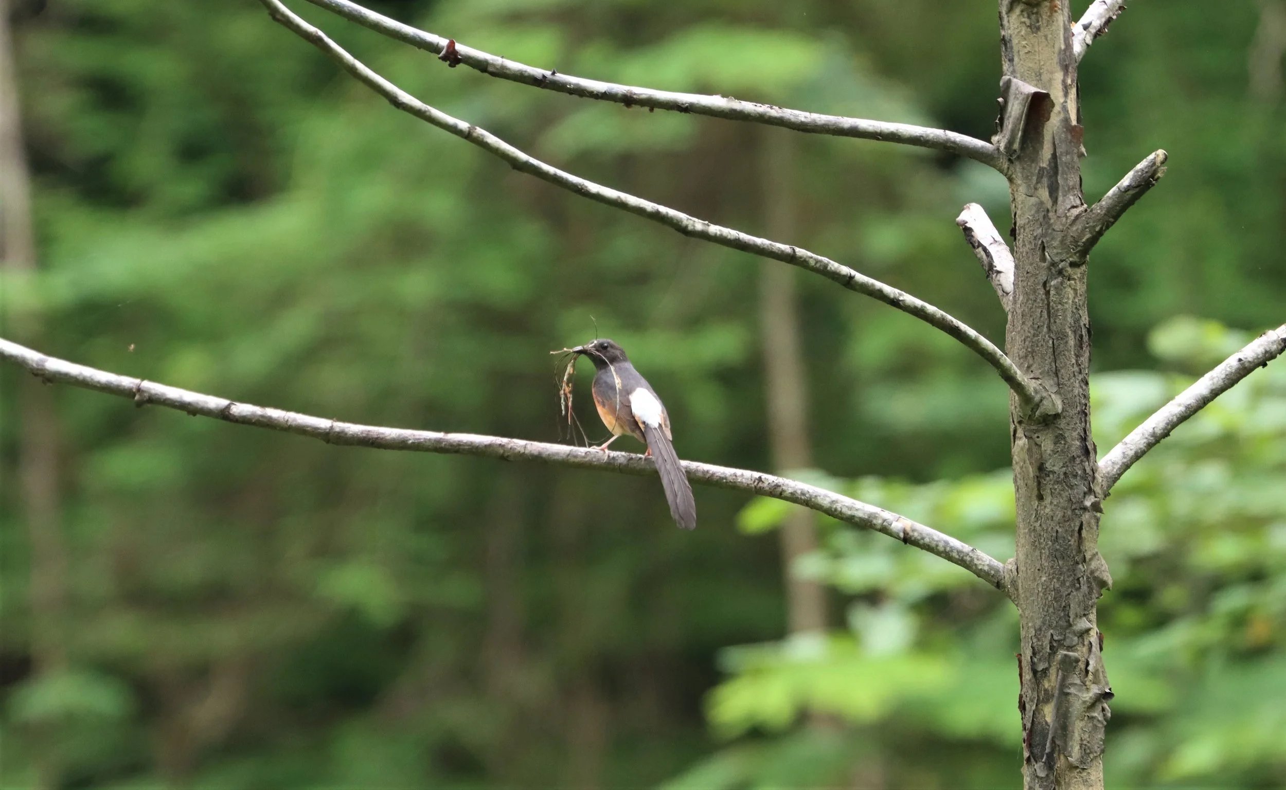 SHAMA - WHITE-RUMPED SHAMA - Copsychus malabaricus - KAENG KRACHAN  (2).jpg