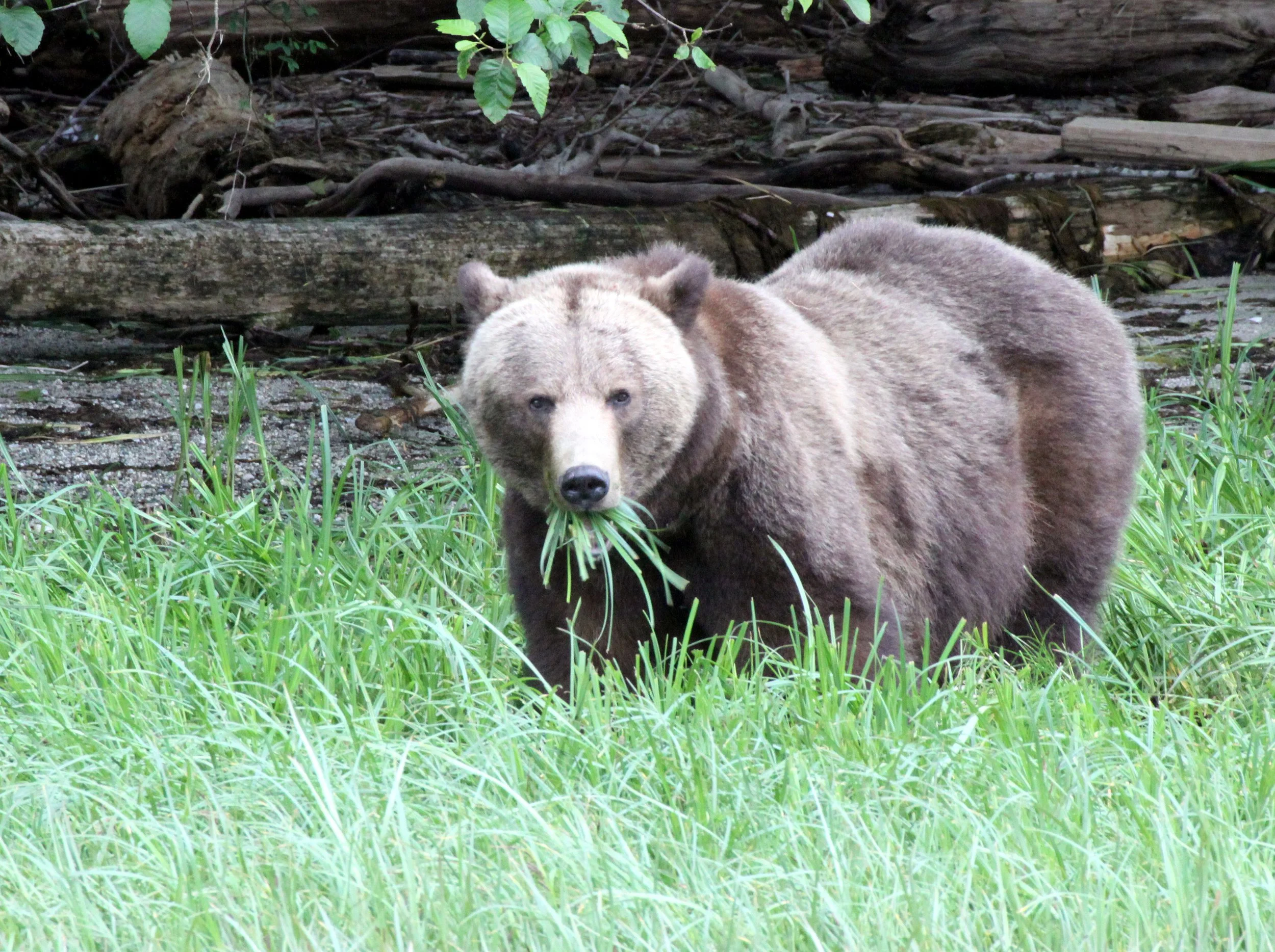 Ursus arctos stikeenensis - STICKEEN'S GRIZZLY BEAR - BELLA AND HER CUBS - SOM - KNIGHT'S INLET BRITISH COLUMBIA (10).JPG