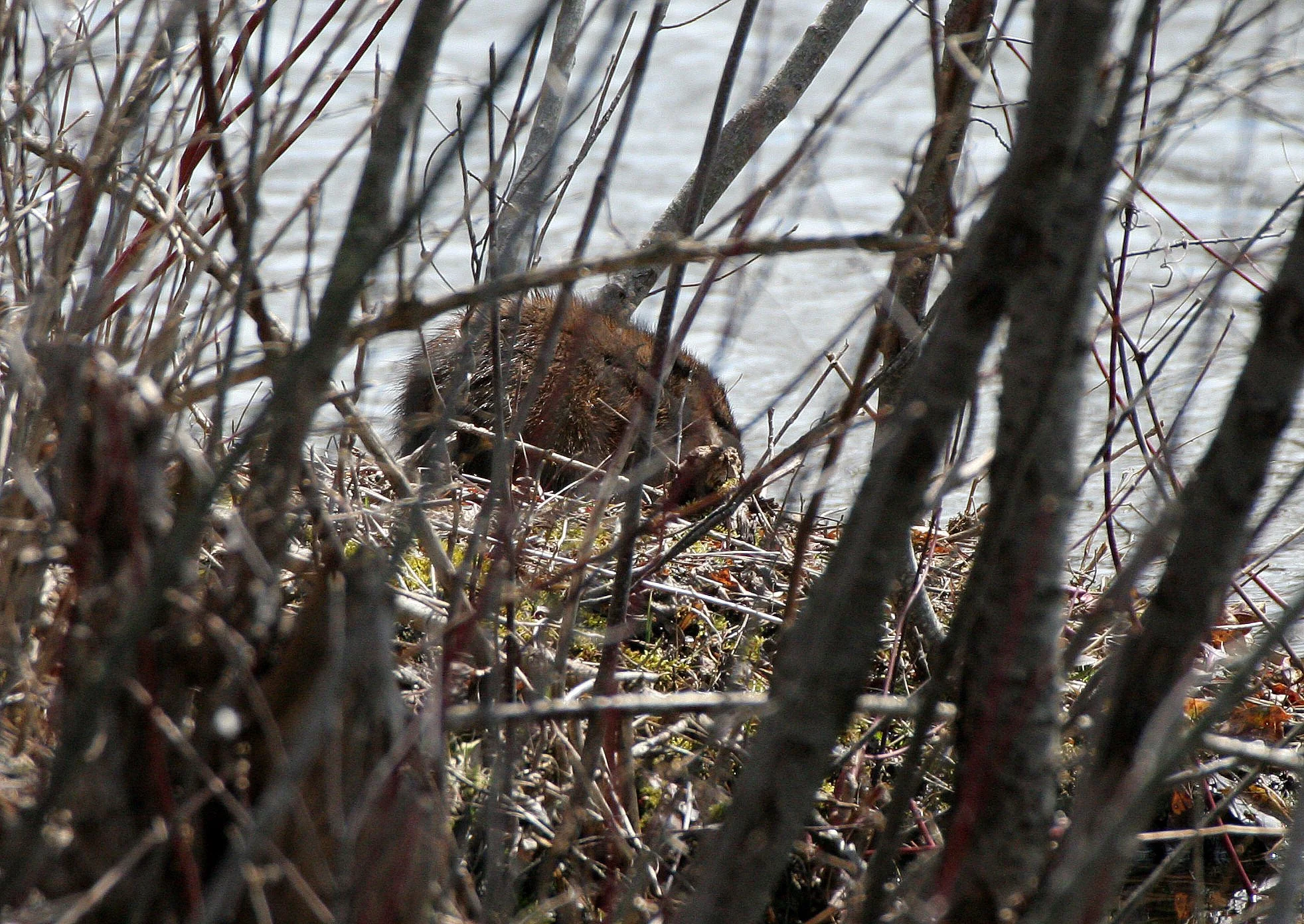Ondatra zibethicus - MUSKRAT - PRATT'S WAYNE WOODS ILLINOIS (6).JPG