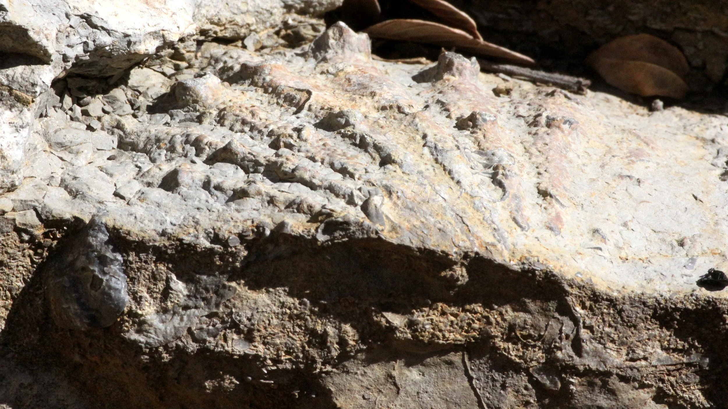 ANKARANA NATIONAL PARK MADAGASCAR - FOSSIL LAYERS.JPG