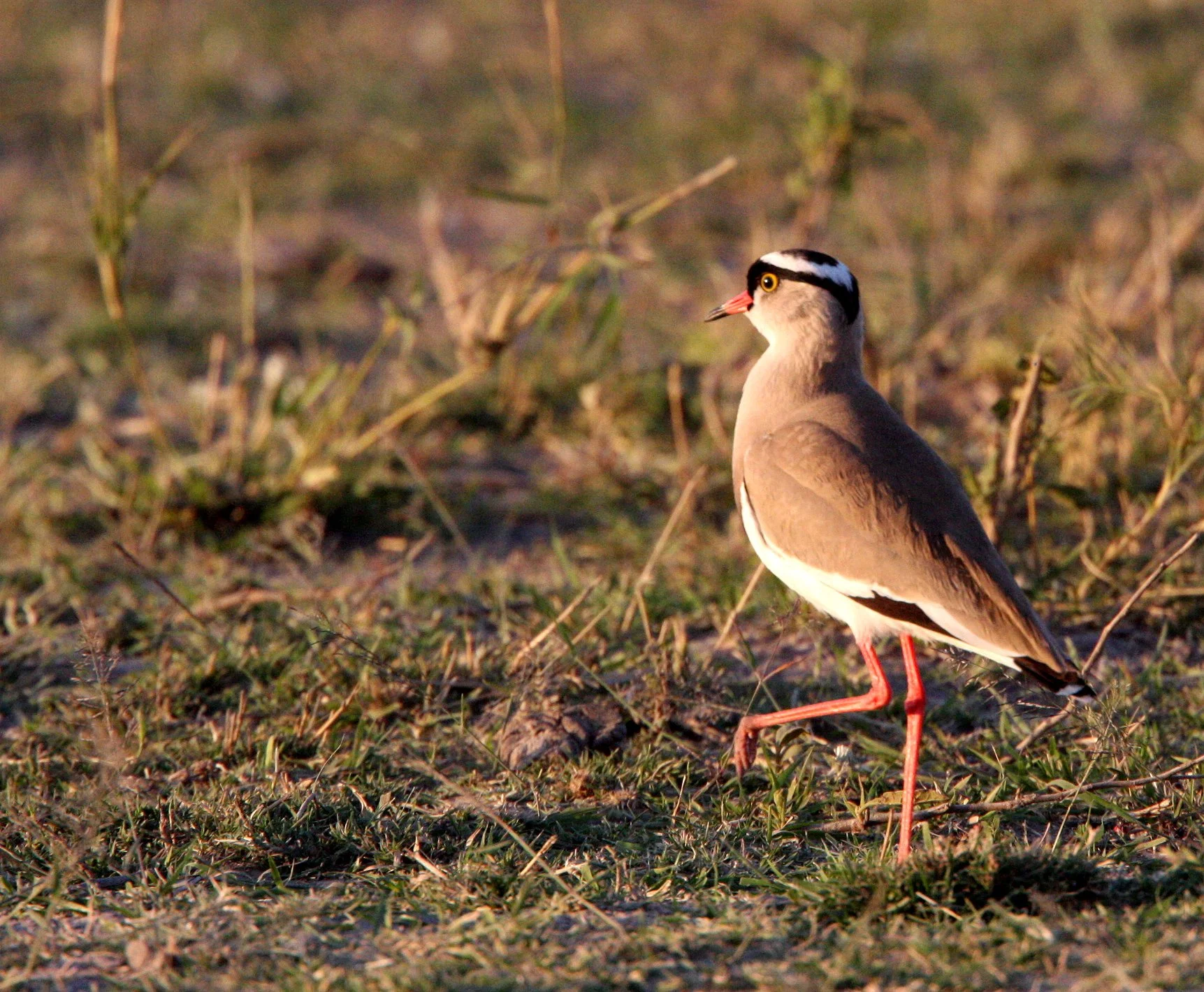 LAPWING - CROWNED LAPWING - Vanellus coronatus - KHWAI CAMP OKAVANGO BOTSWANA.JPG