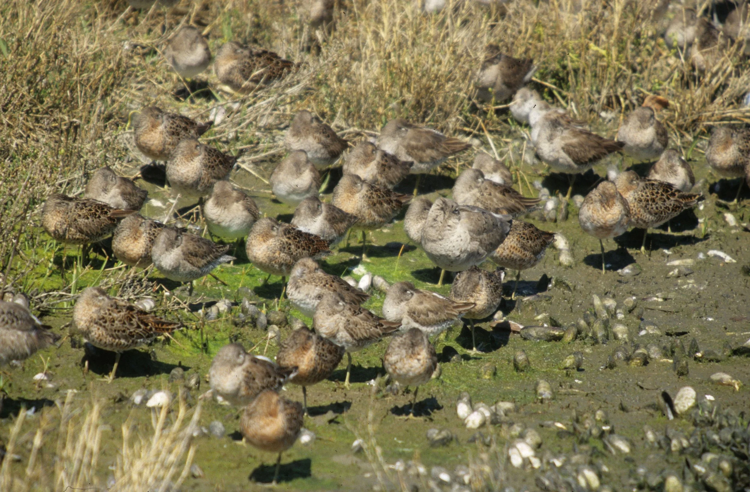 BIRD - SANDPIPER - LEAST - SAN DIEGO BEACH AREA A.jpg