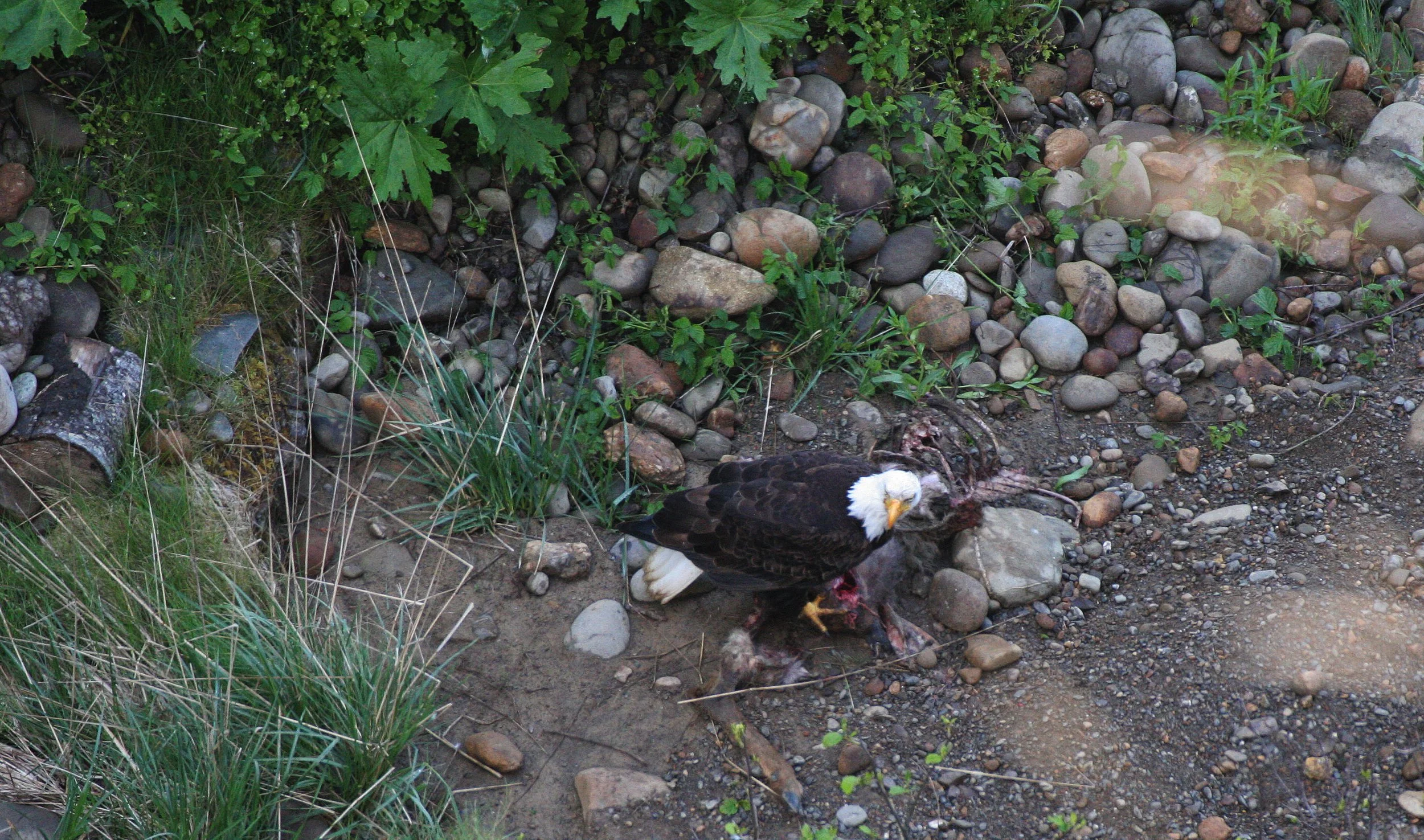 Haliaeetus leucocephalus - AMERICAN BALD EAGLE - LAKE FARM BLUFFS WASHINGTON (241).JPG