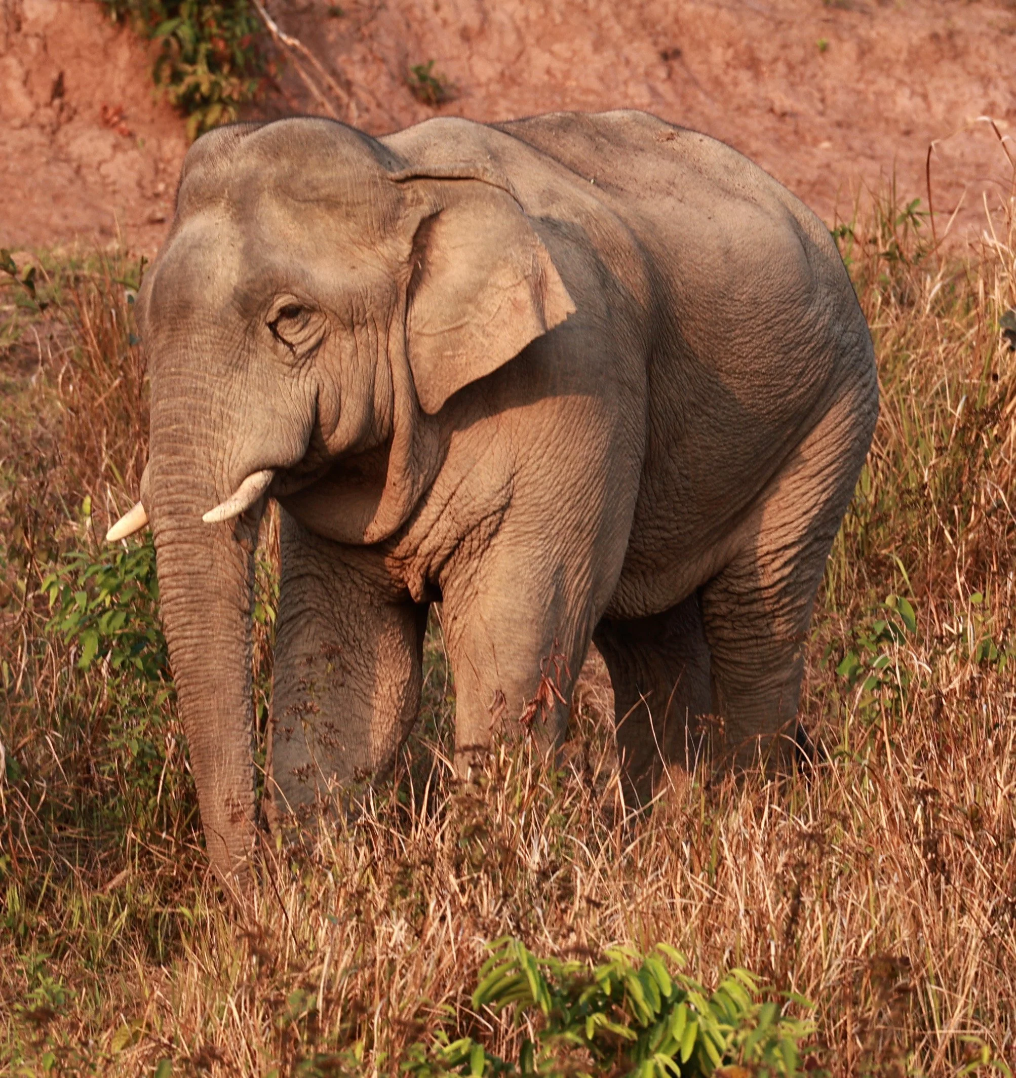 Asian Elephant (Elephas maximus) Khao Yai National Park, Thailand (28).jpg