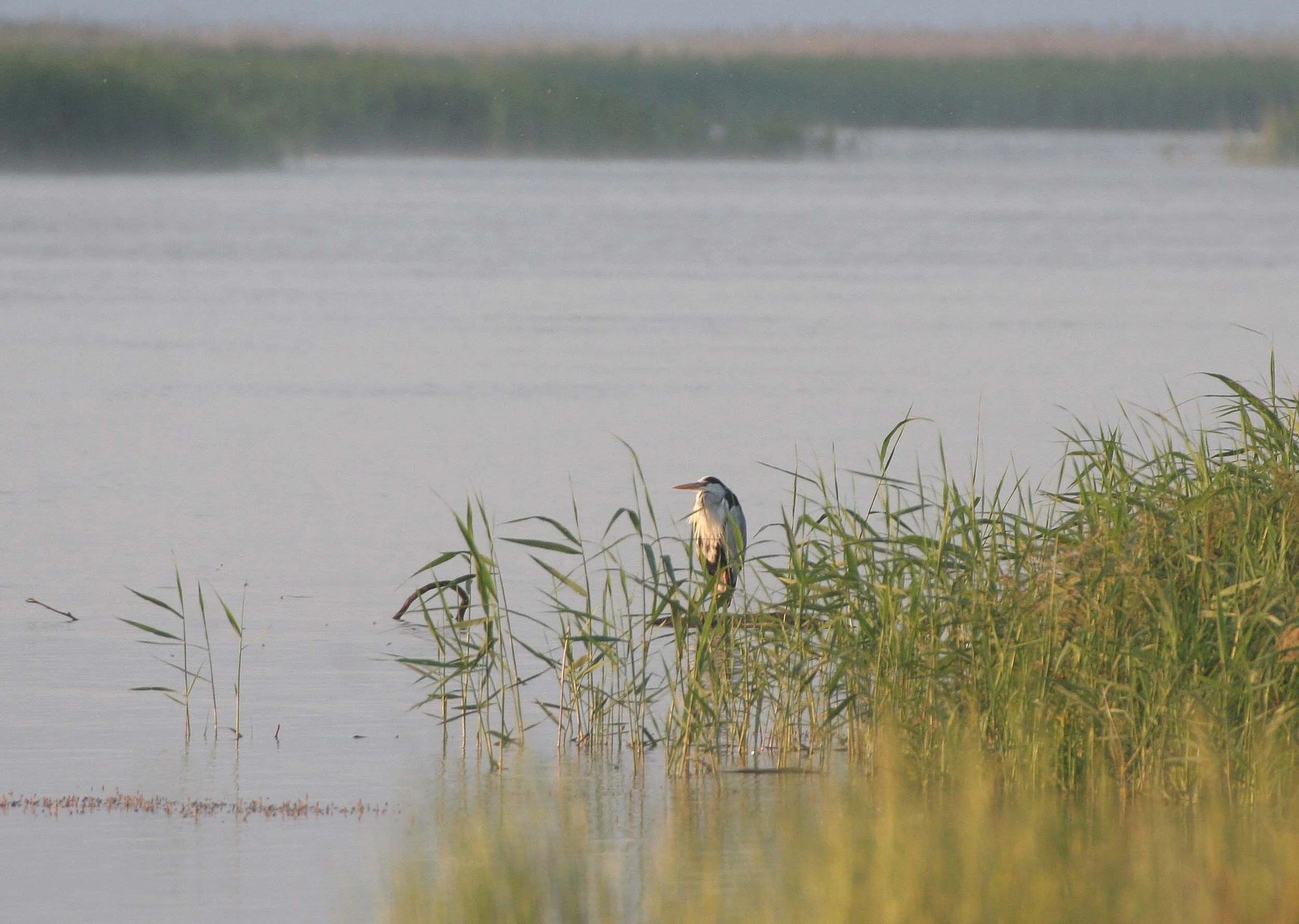 HERON - GREY HERON -  Ardea cinerea - SELENGA DELTA LAKE BAIKAL RUSSIA (4).jpg