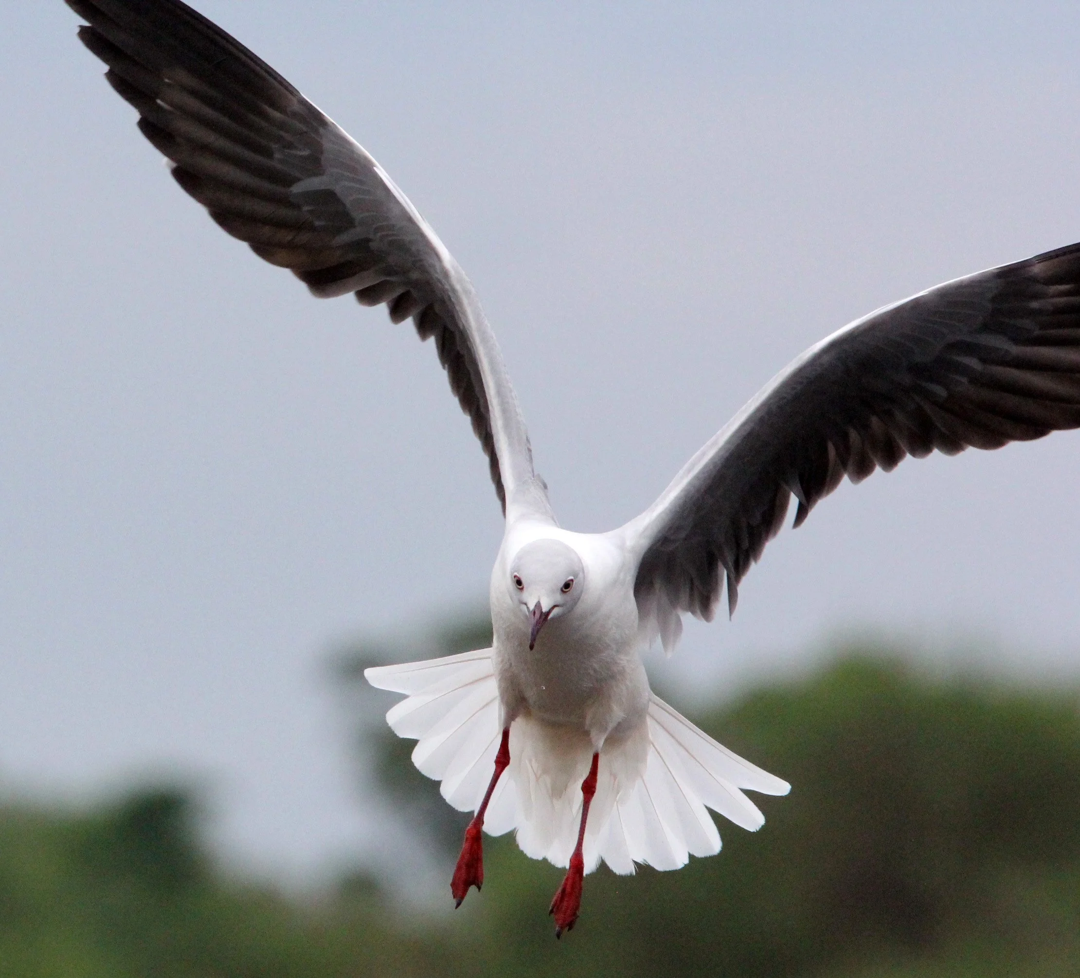 BIRD - GULL - GREY-HEADED GULL - LAKE AWASSA ETHIOPIA (17).JPG