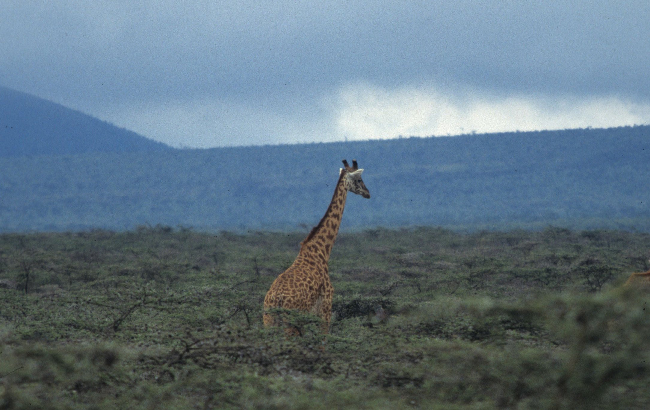 GIRAFFE-MASAI-SERENGETI 29.jpg