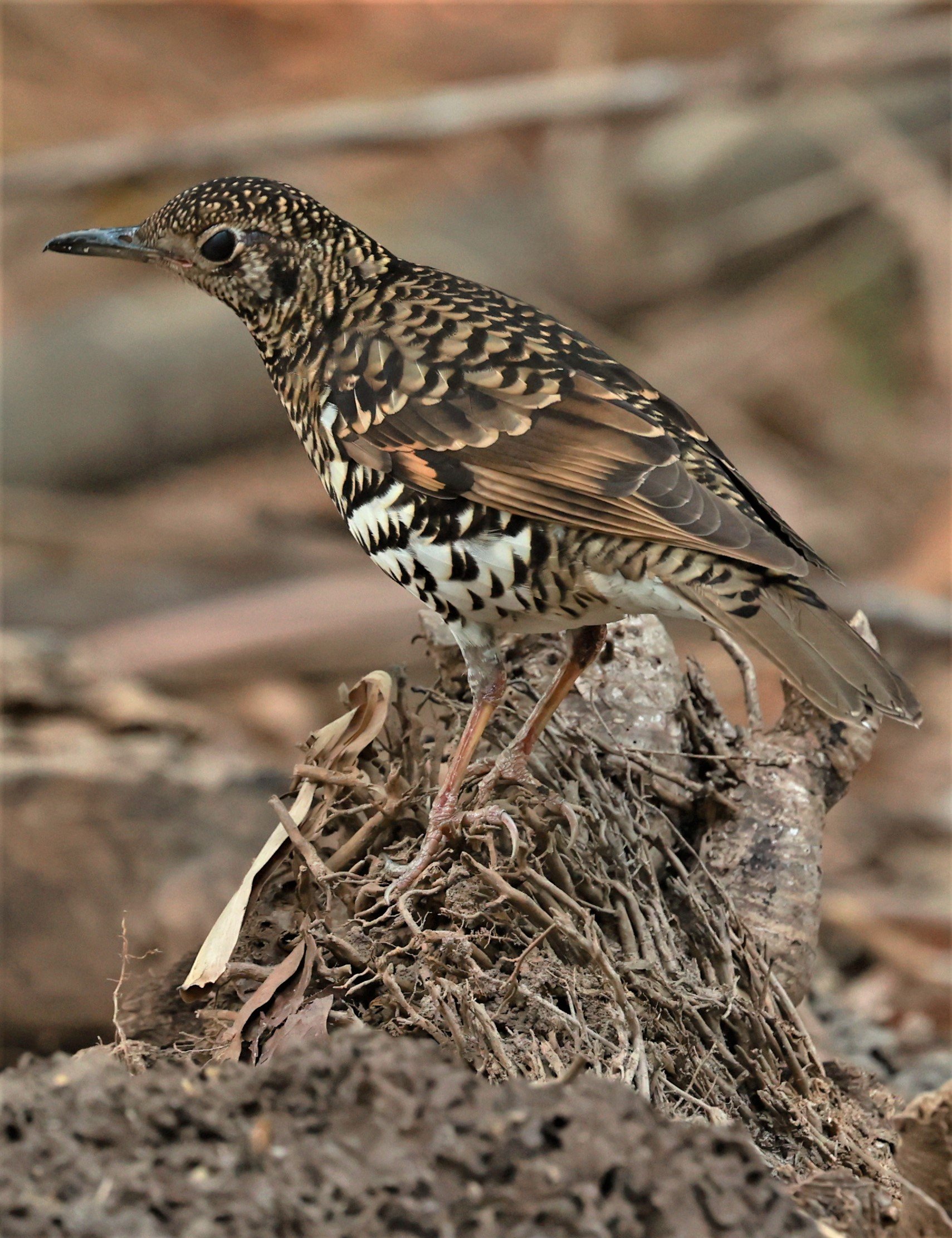 White's Thrush (Zoothera aurea) Putthamonthon Park Nakhon Pathom Thailand (82).jpg