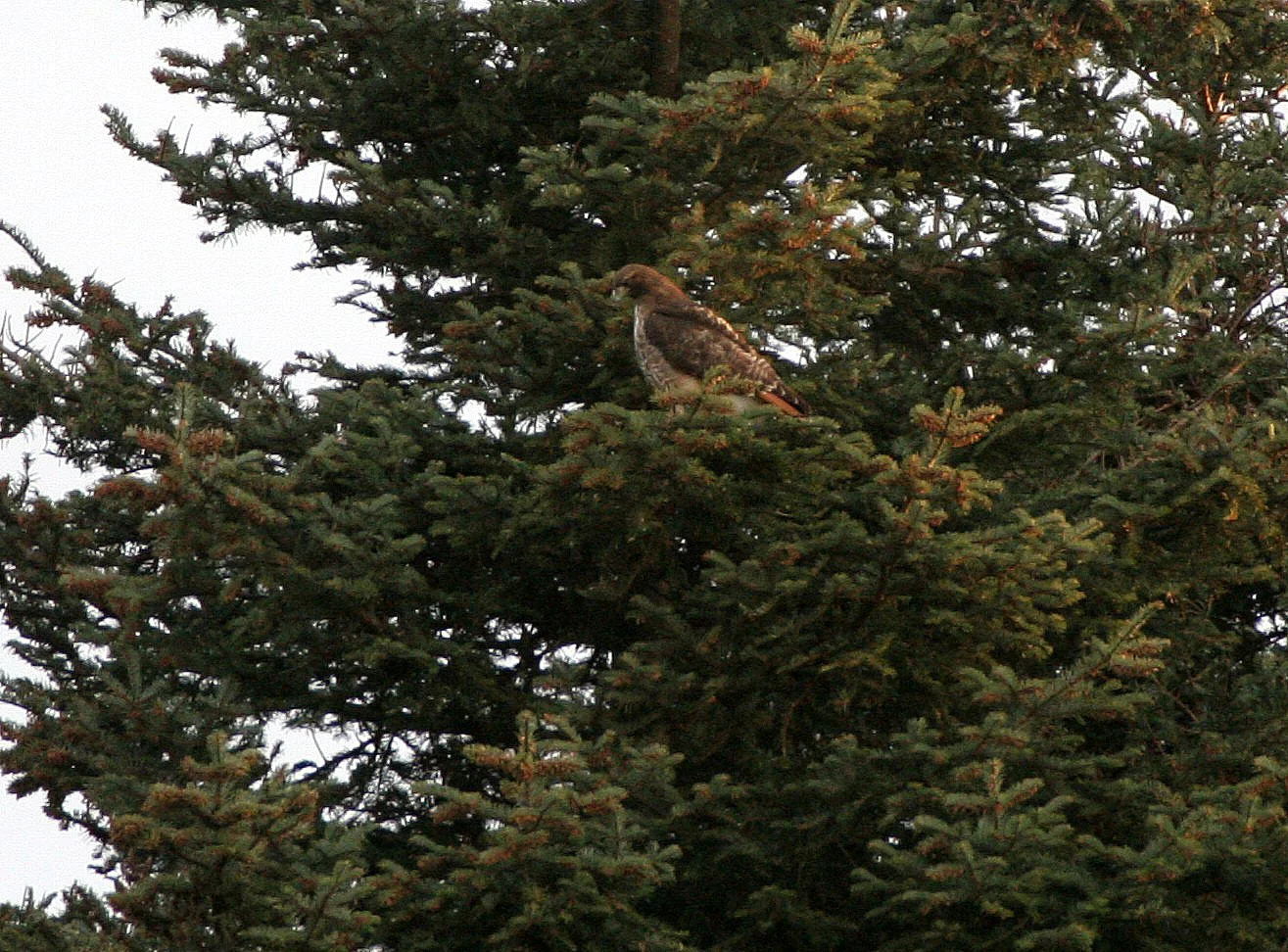 Buteo jamaicensis - RED-TAILED HAWK - LAKE FARM TRAILS (2).JPG