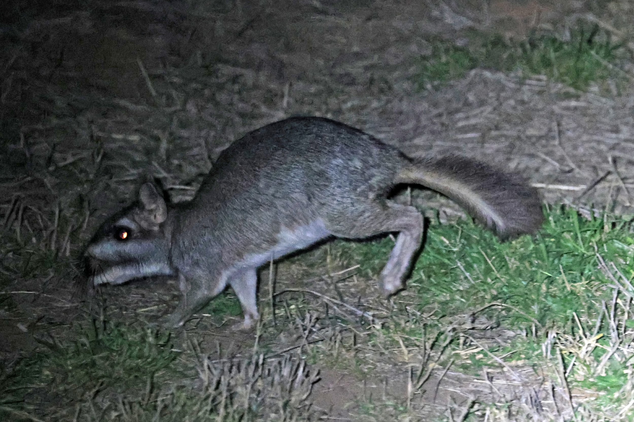 Plains Vizcacha (Lagostomus maximus) Reserva Natural Canada el Carmen, Paraguay  (20).jpg