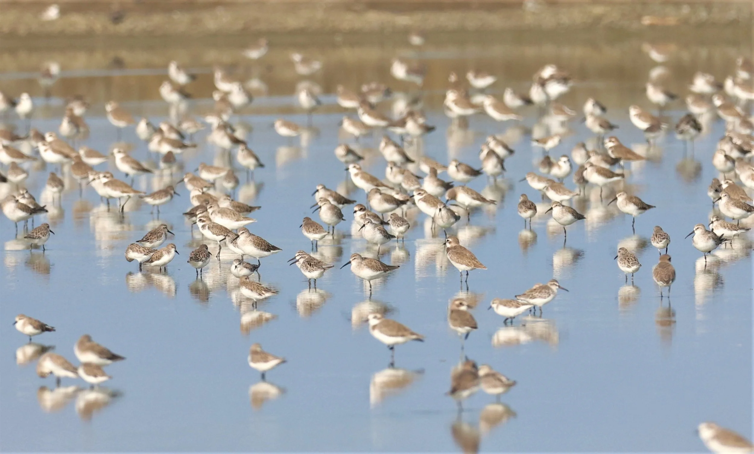 PLOVER - GREATER SAND-PLOVER - Charadrius leschenaultii - LESSER SP, CURLEW, BROADBILL SP PAK THALE OCTOBER 2 (23).jpg
