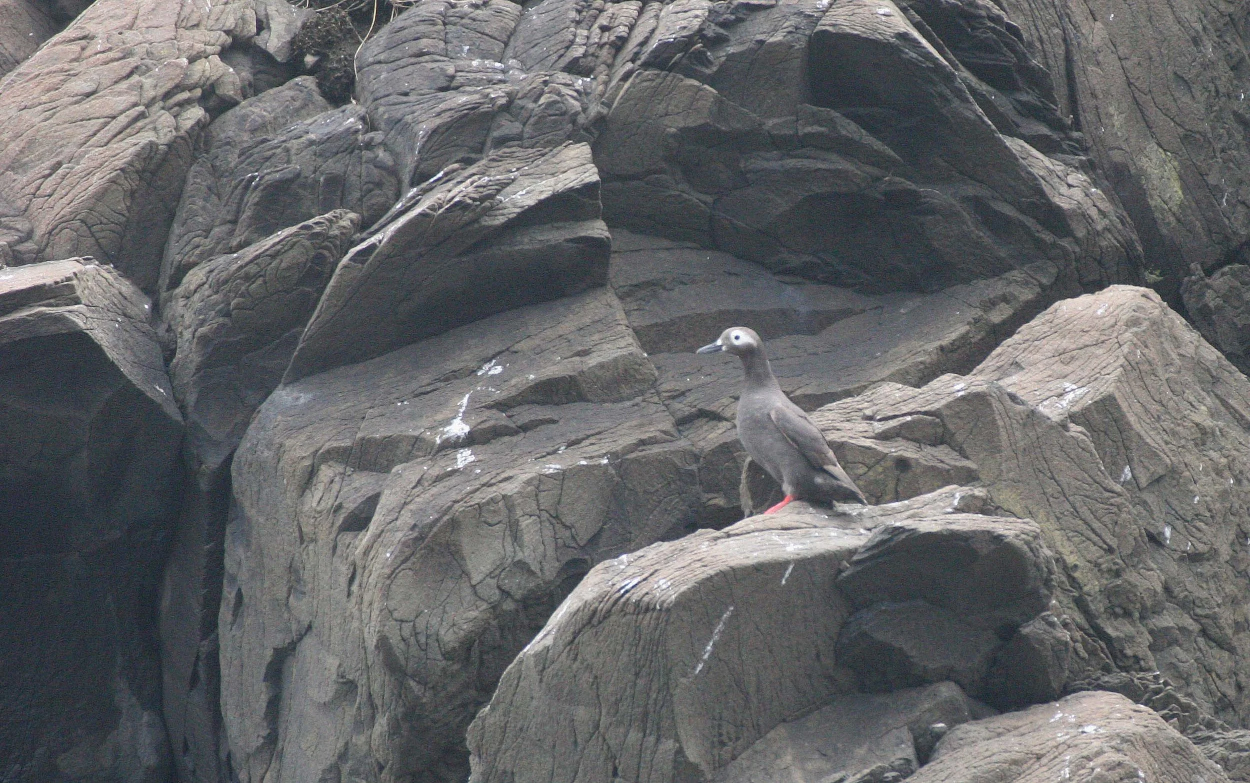 Cepphus carbo - SPECTACLED GUILLEMOT - MONERON ISLAND RUSSIA (4).jpg