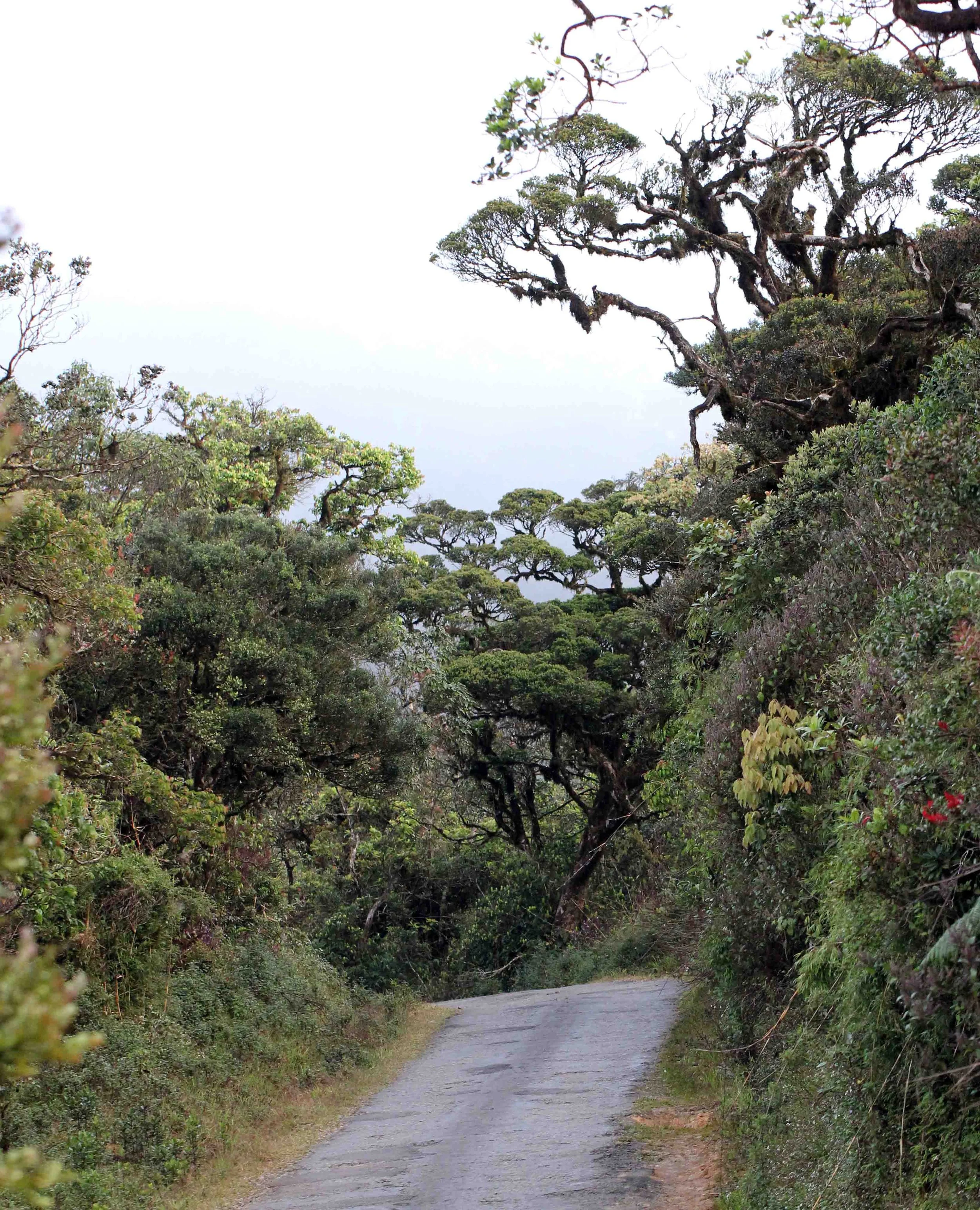 NUWARA ELIYA， HORTON PLAINS NATIONAL PARK,  SRI LANKA (11).JPG