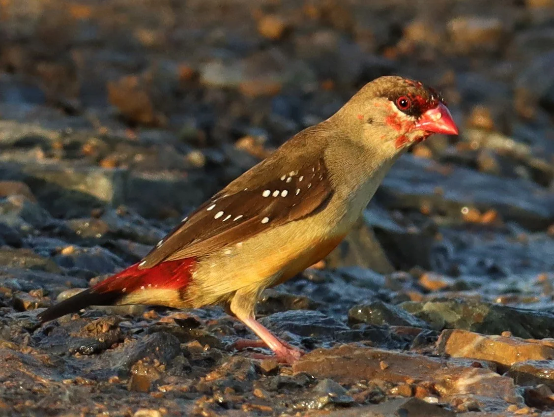 RED AVADAVAT - Amandava amandava - LAT KRABANG RICE FIELDS AT THAP YAO (103).jpg