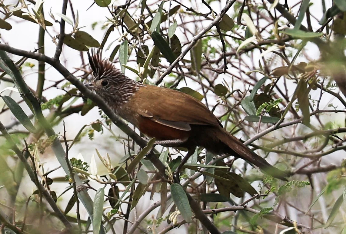 Crested Gallito (Rhinocrypta lanceolata) La Patria Sideroads Paraguay (54).jpg