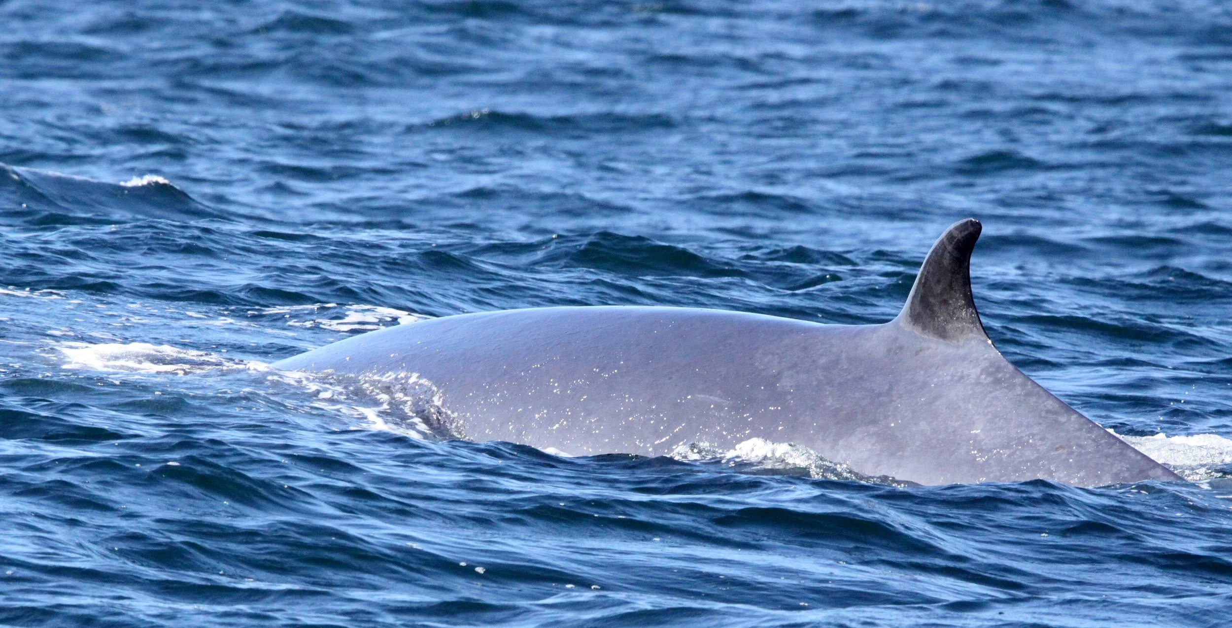 Bryde's Whale (Balaenoptera brydei brydei) South Africa