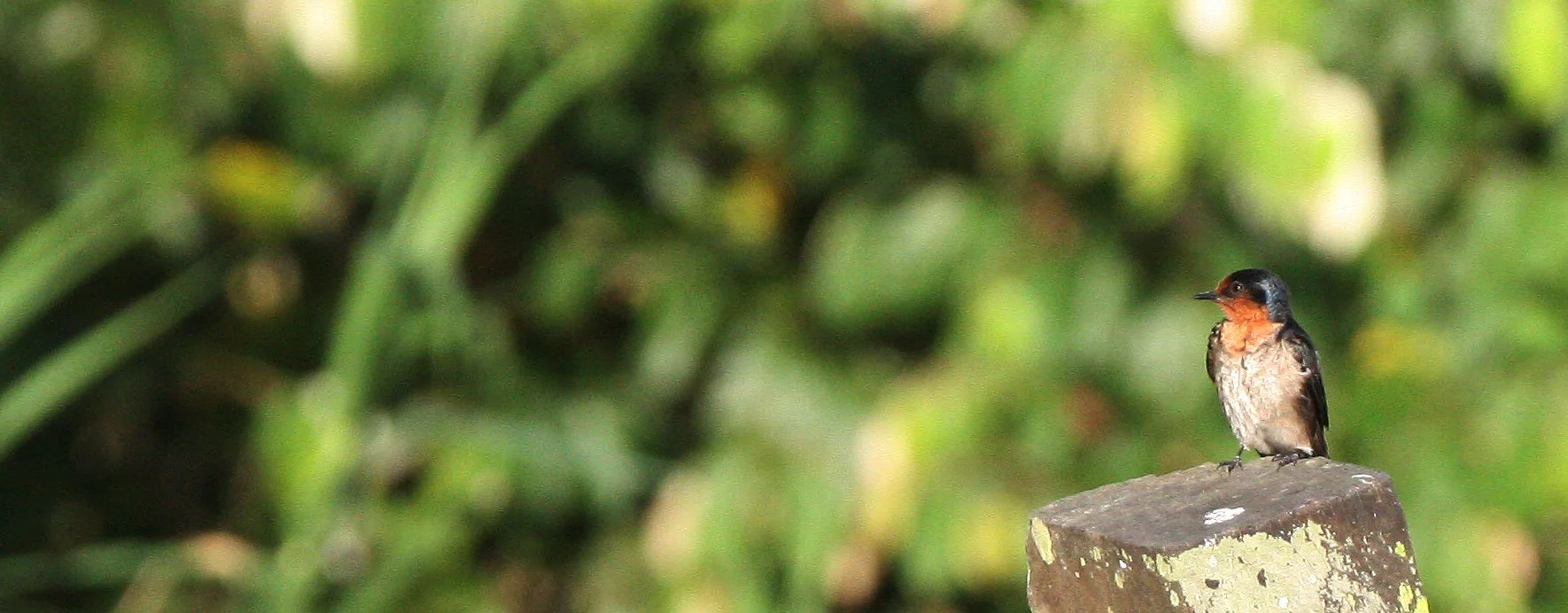 Pacific Swallow (Hirundo tahitica) Kinabatangan River Borneo (7).JPG