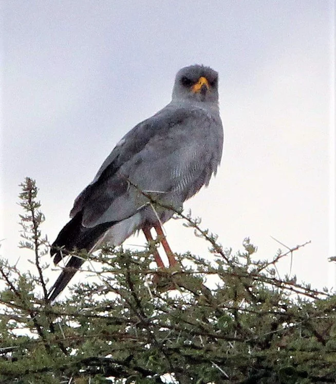 Melierax poliopterus - EASTERN CHANTING-GOSHAWK - SAMBURU NATIONAL PARK KENYA aa.jpg