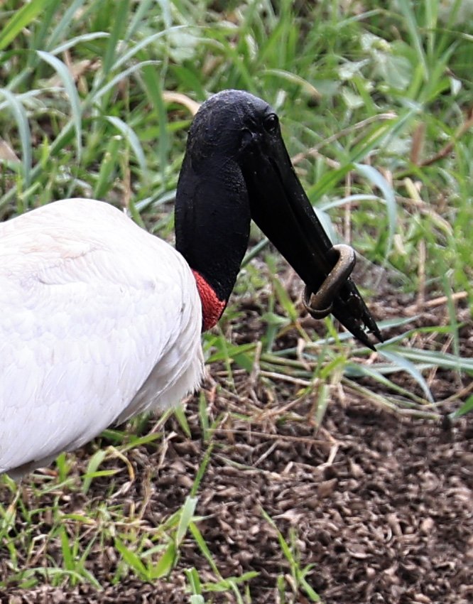 Jabiru (Jabiru mycteria) Agua Dulce Paraguay (4).jpg
