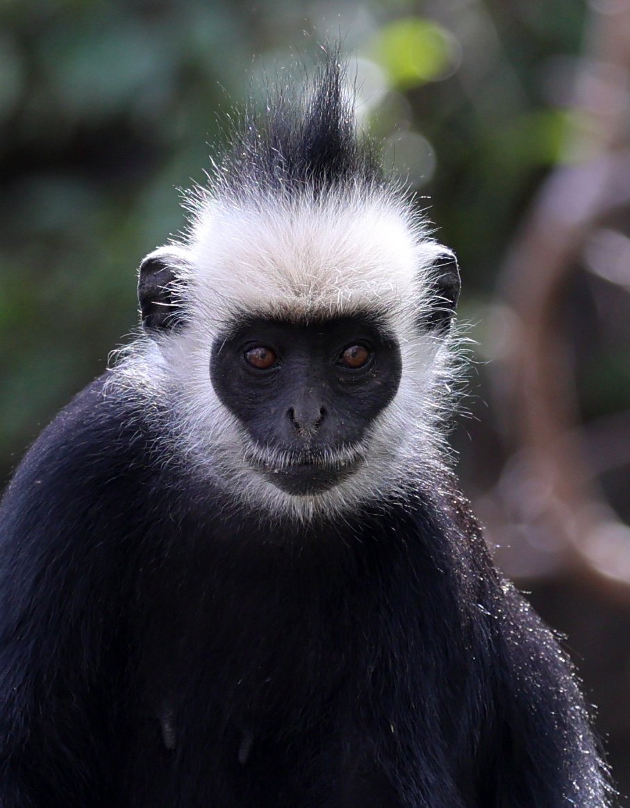 Laotian Langur or White-browed Black Langur (Trachypithecus laotum) The Rock Viewpoint, Khammouane Province Laos (243).jpg