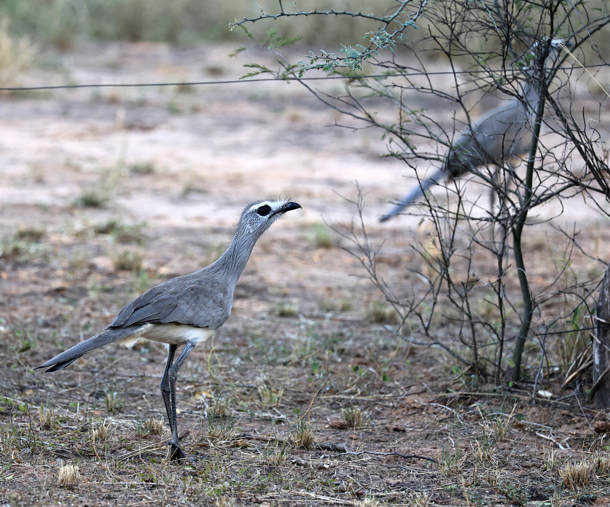 Black-legged Seriema (Chunga burmeisteri) Parque Nacional Teniente Agripino Enciso (32).jpg