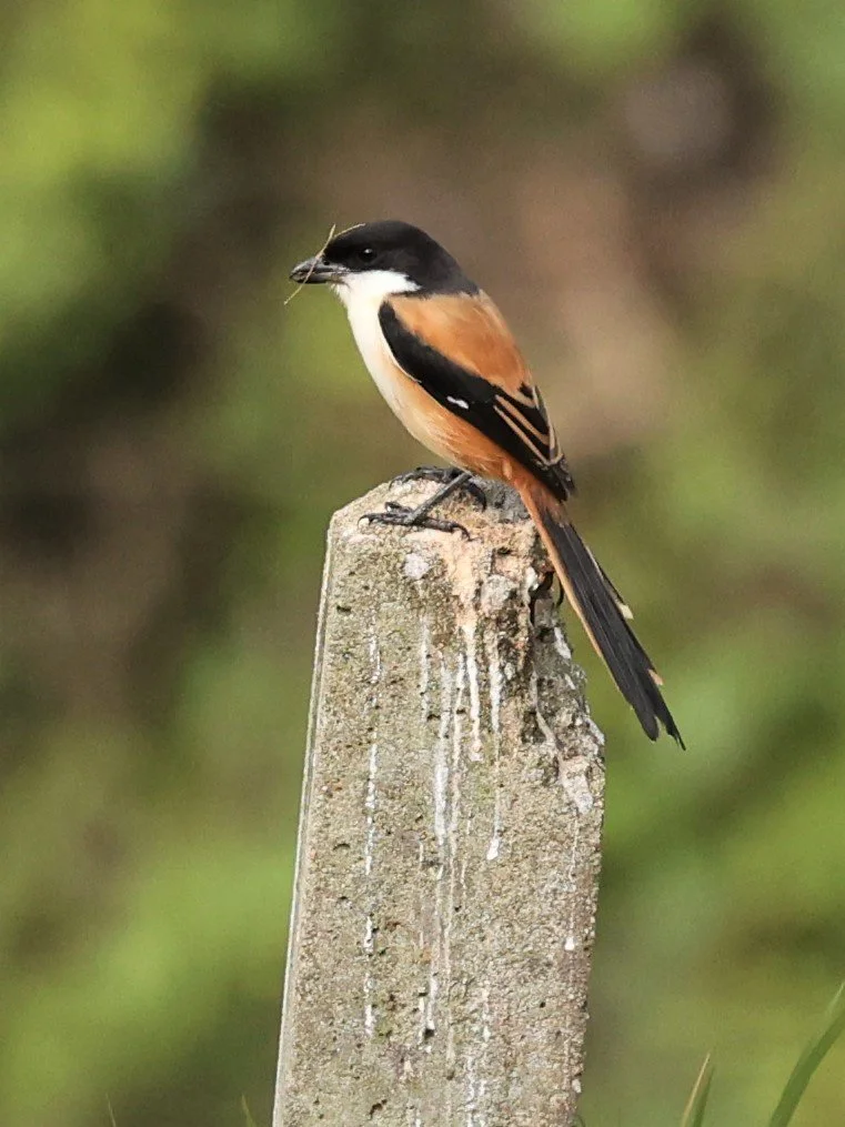 Long-tailed Shrike (Lanius schach) Doi Ang Khang Chiang Mai (5).jpg