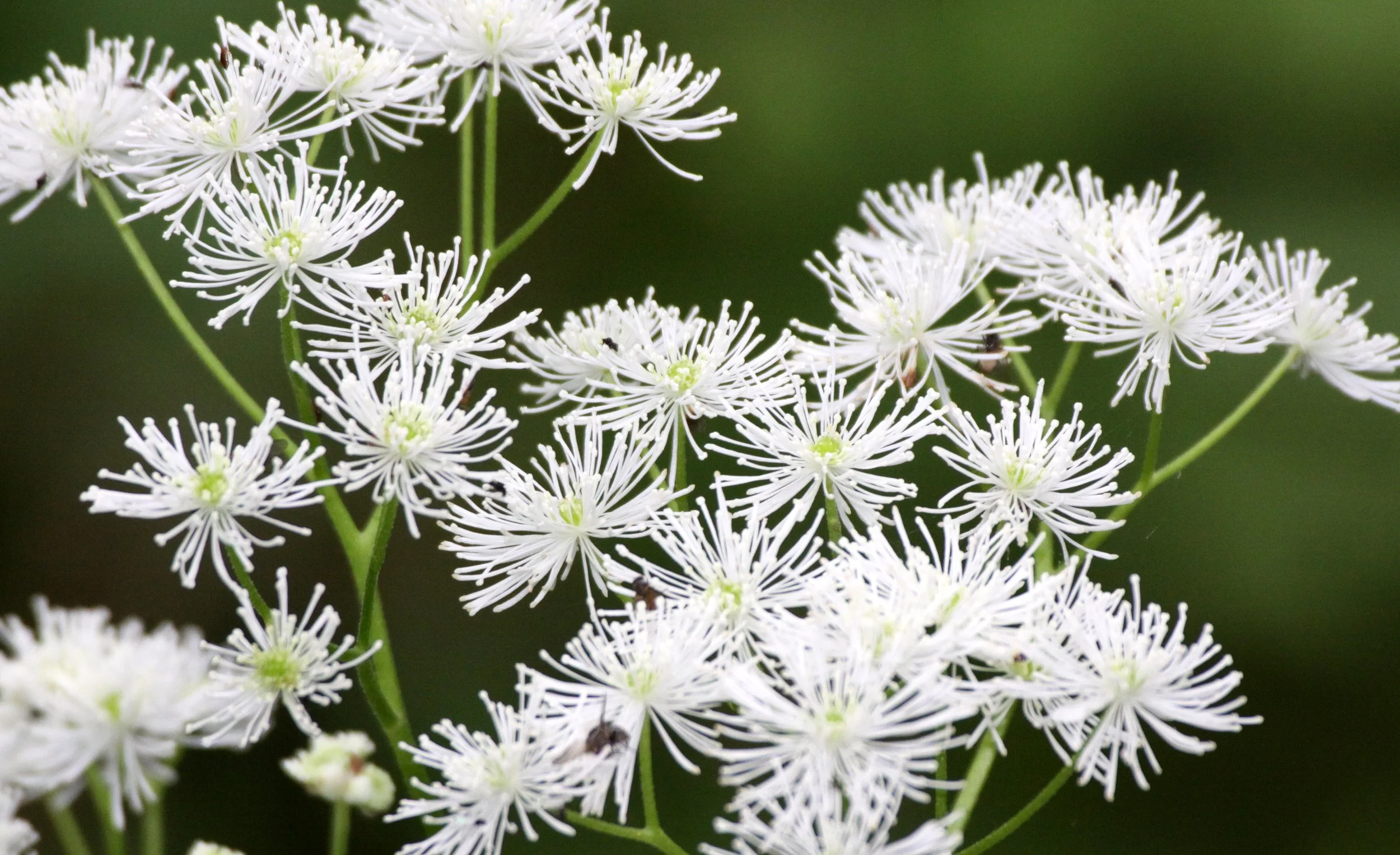 PLANT SPECIES - THOMPSON SOUND BC (3).JPG